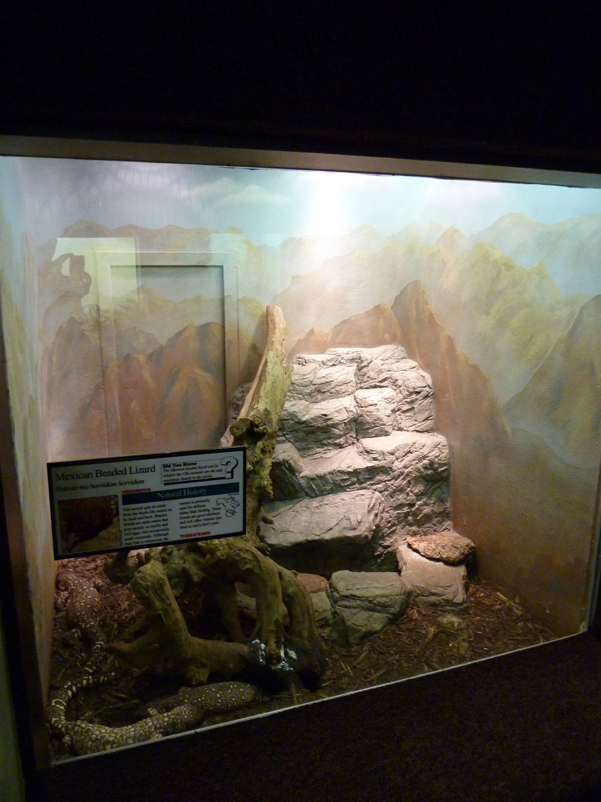Mexican Beaded Lizard Exhibit