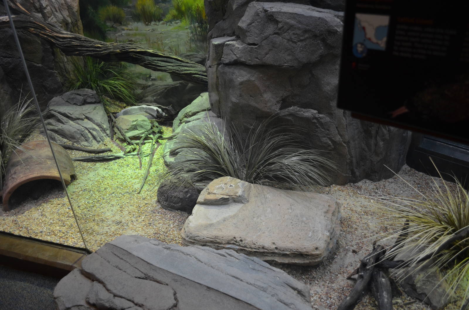 MEXICAN BEADED LIZARD EXHIBIT