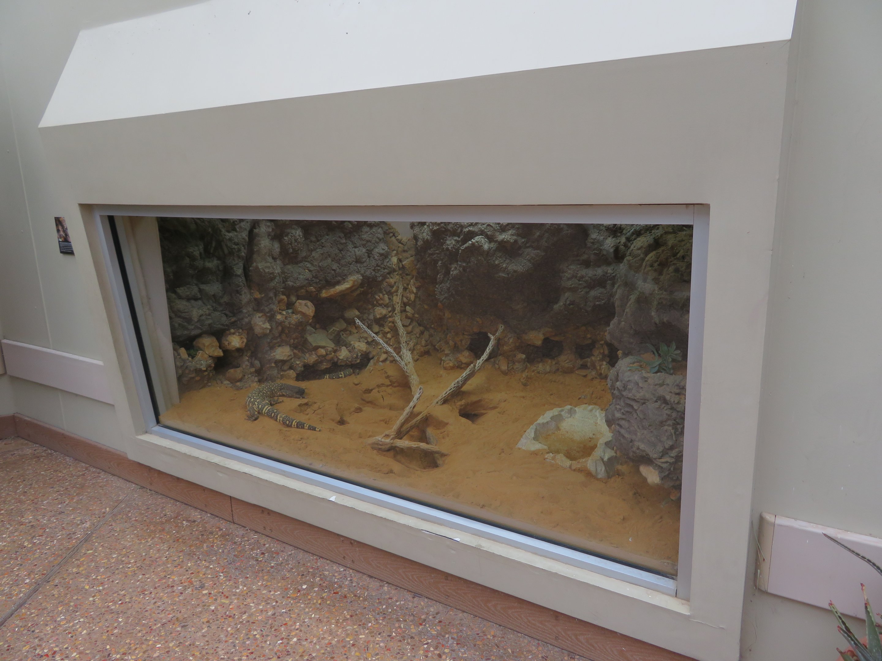 Mexican Beaded Lizard Exhibit