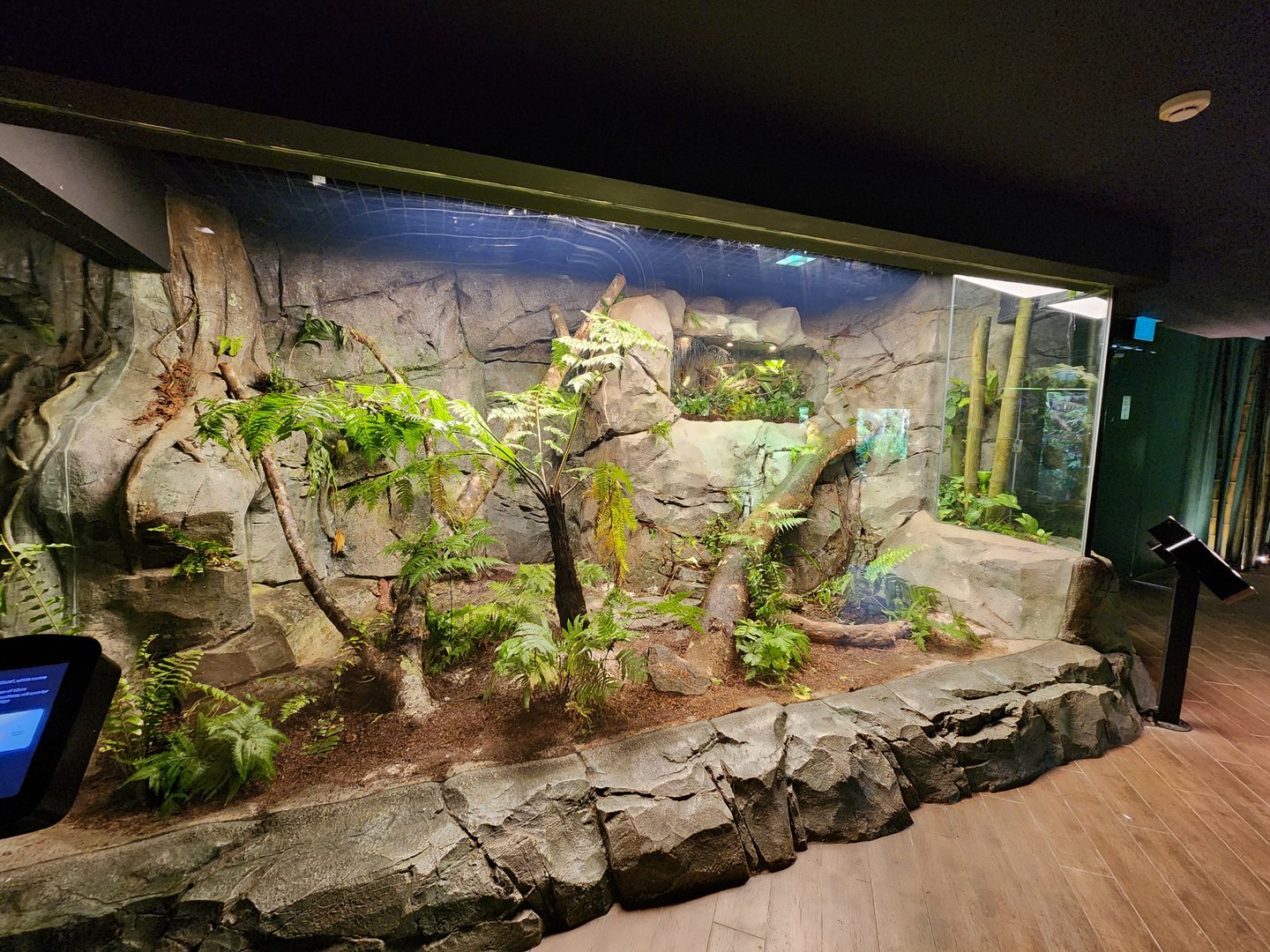 Mexican beaded lizard exhibit