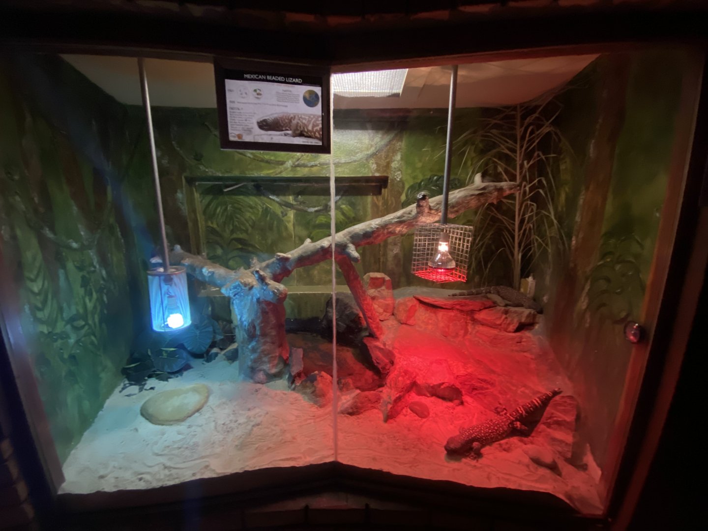 Mexican beaded lizard exhibit