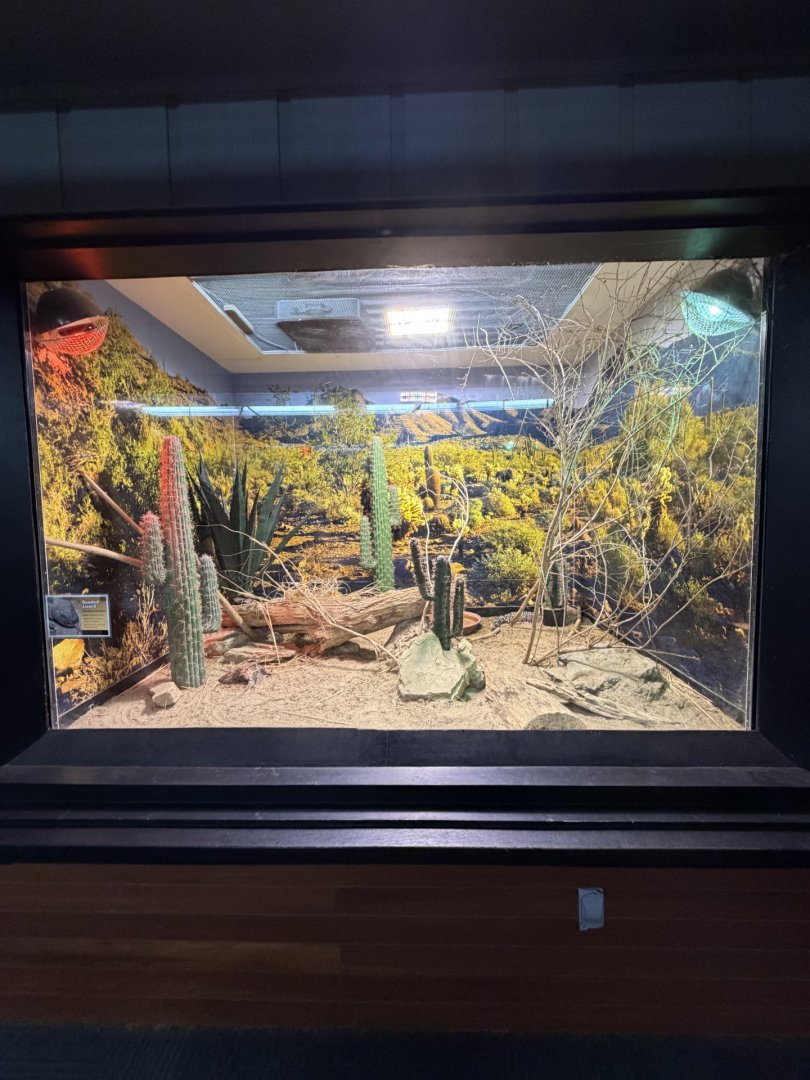 mexican beaded lizard exhibit