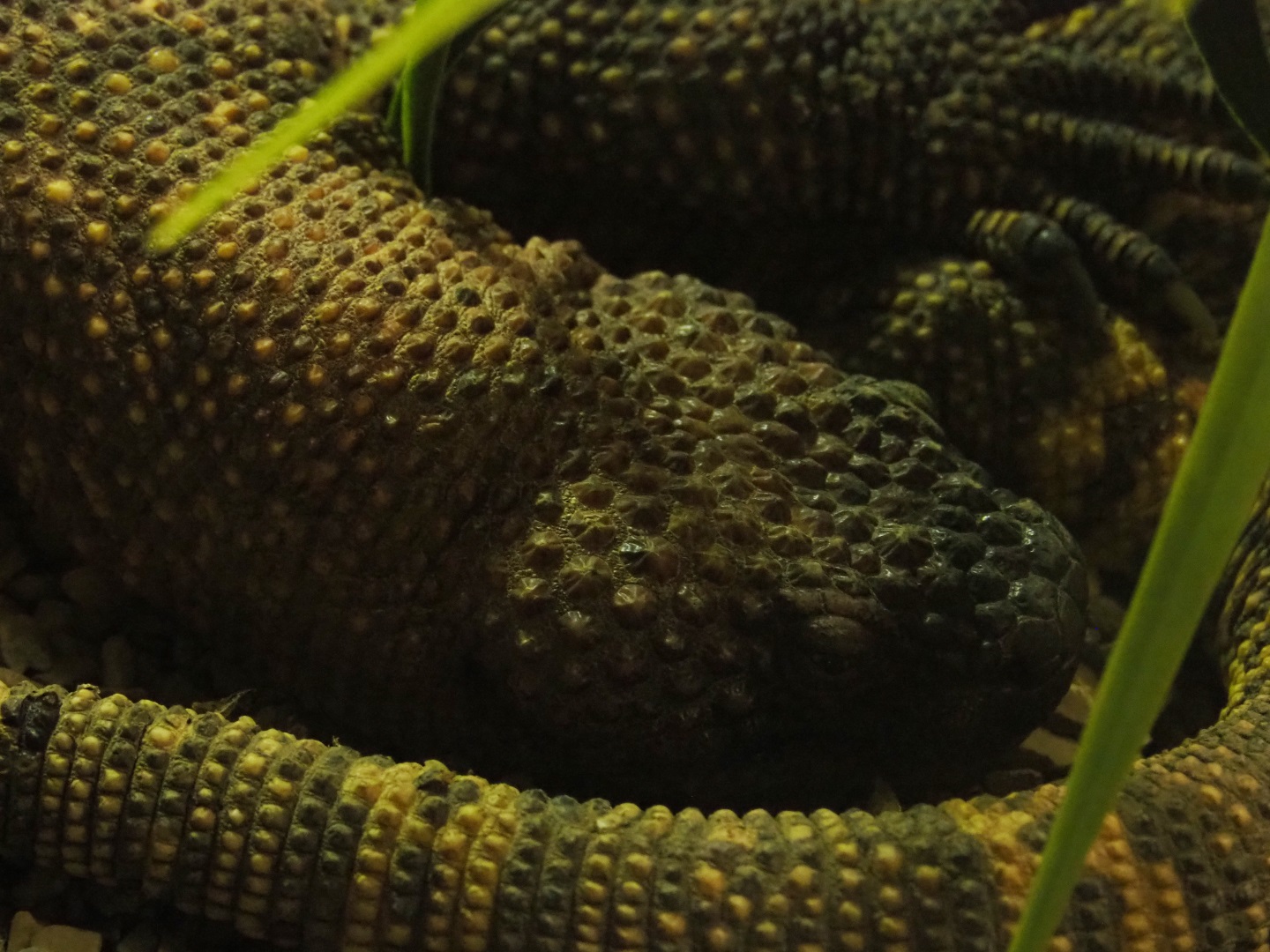 Mexican beaded lizard (Heloderma horridum horridum), 2019-04-06