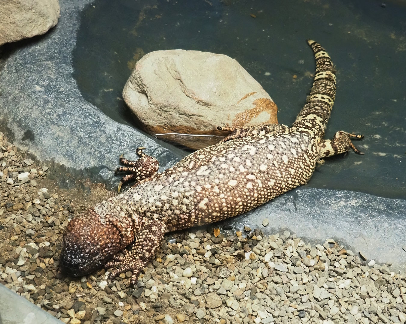 Mexican beaded lizard (Heloderma horridum horridum), 2023-05-31