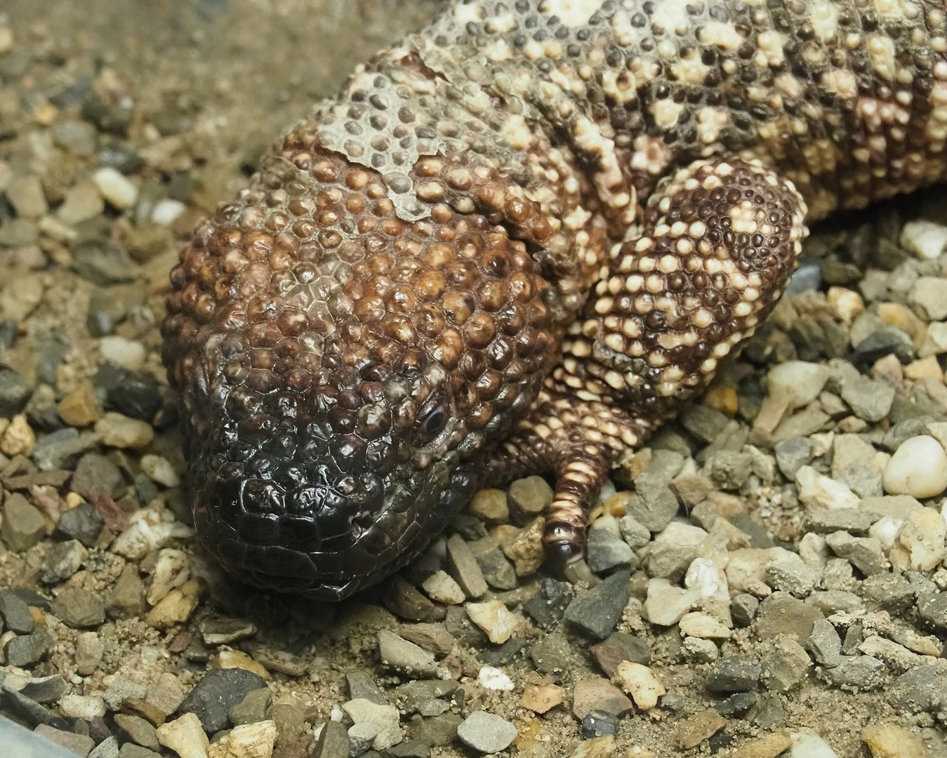 Mexican beaded lizard (Heloderma horridum horridum), 2023-05-31