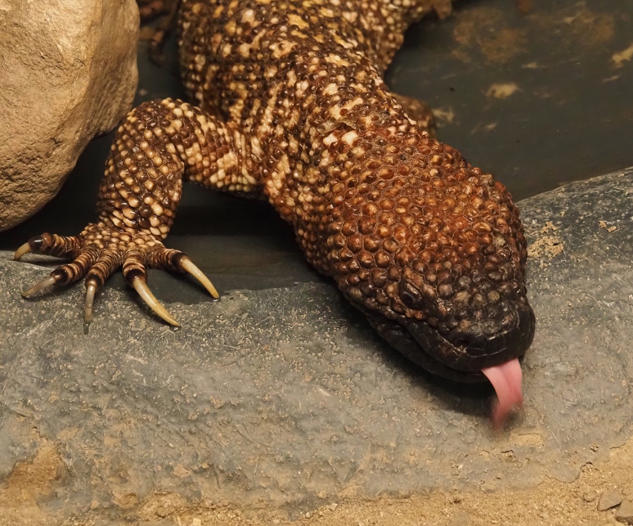 Mexican beaded lizard (Heloderma horridum horridum), 2024-04-14