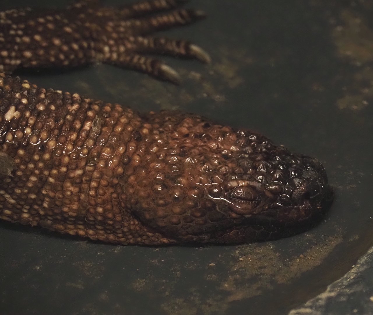 Mexican beaded lizard (Heloderma horridum horridum), 2025-04-12