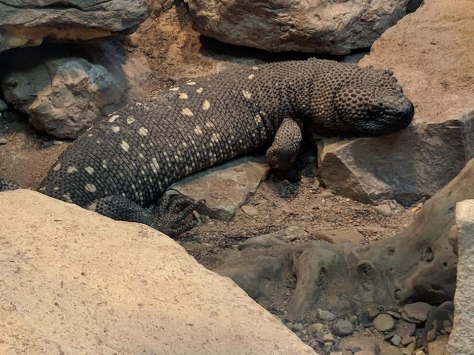 Mexican beaded lizard (Heloderma horridum)