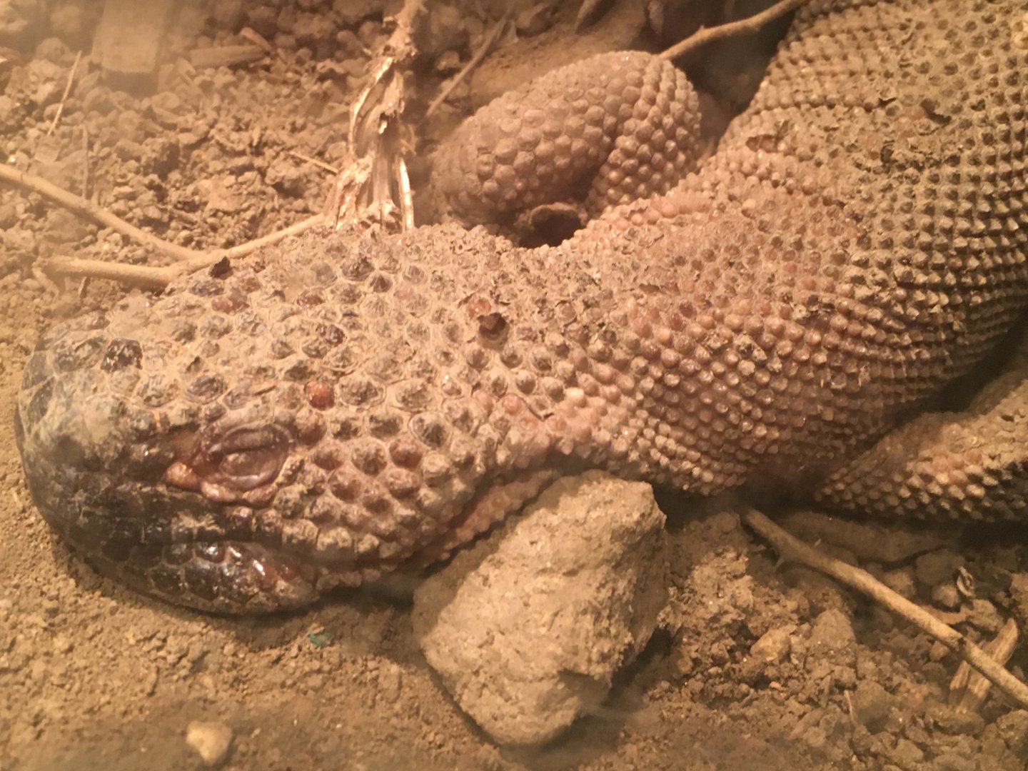 Mexican Beaded Lizard (Heloderma horridum)