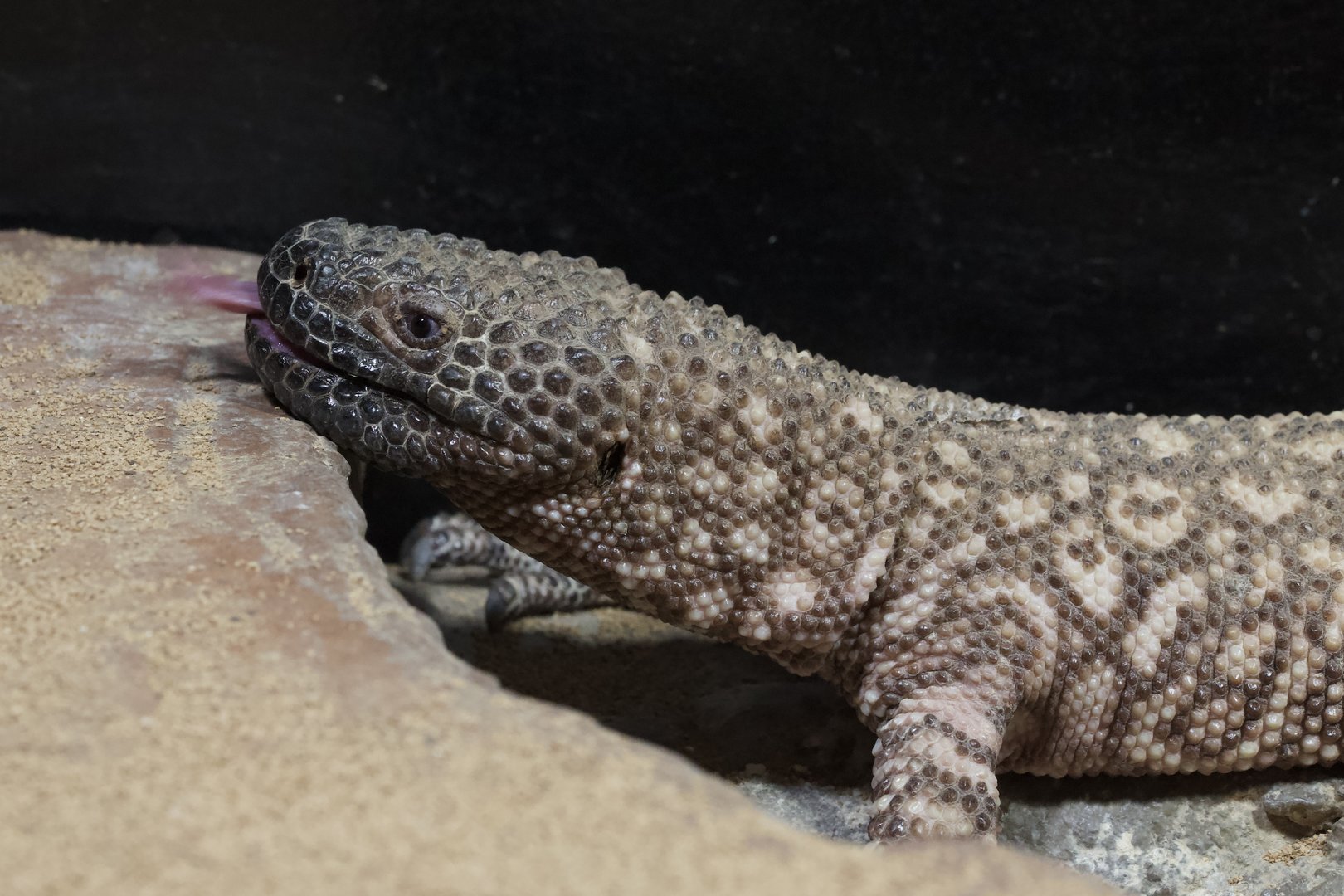 Mexican Beaded Lizard/ Heloderma horridum