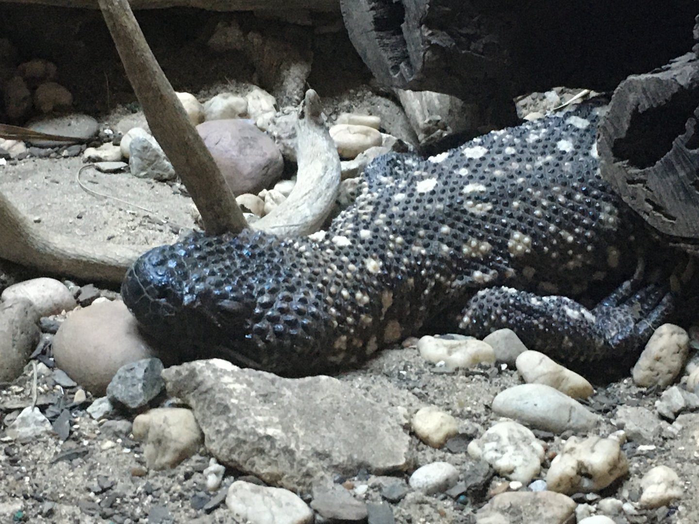 Mexican Beaded Lizard (Heloderma horridum)