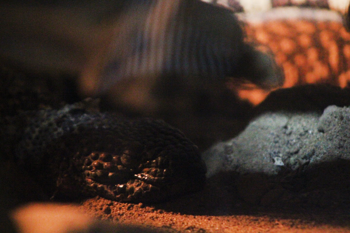Mexican beaded lizard (Heloderma horridum)