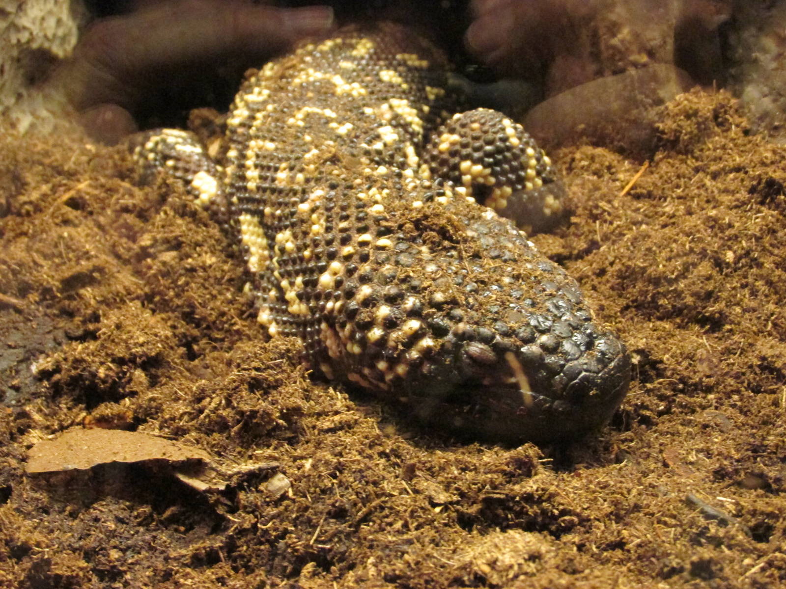 mexican beaded lizard san juan de aragon zoo