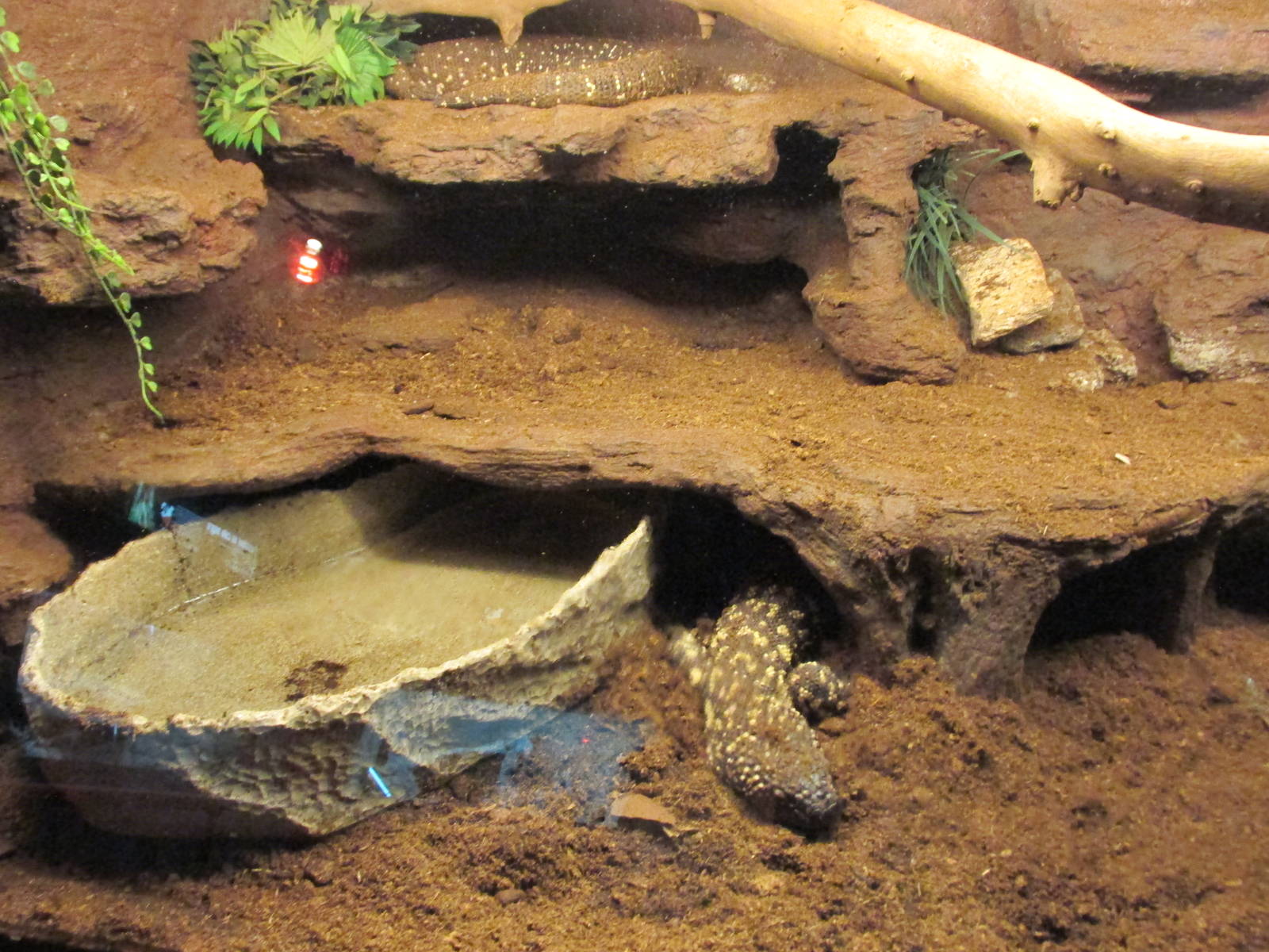 mexican beaded lizard san juan de aragon zoo