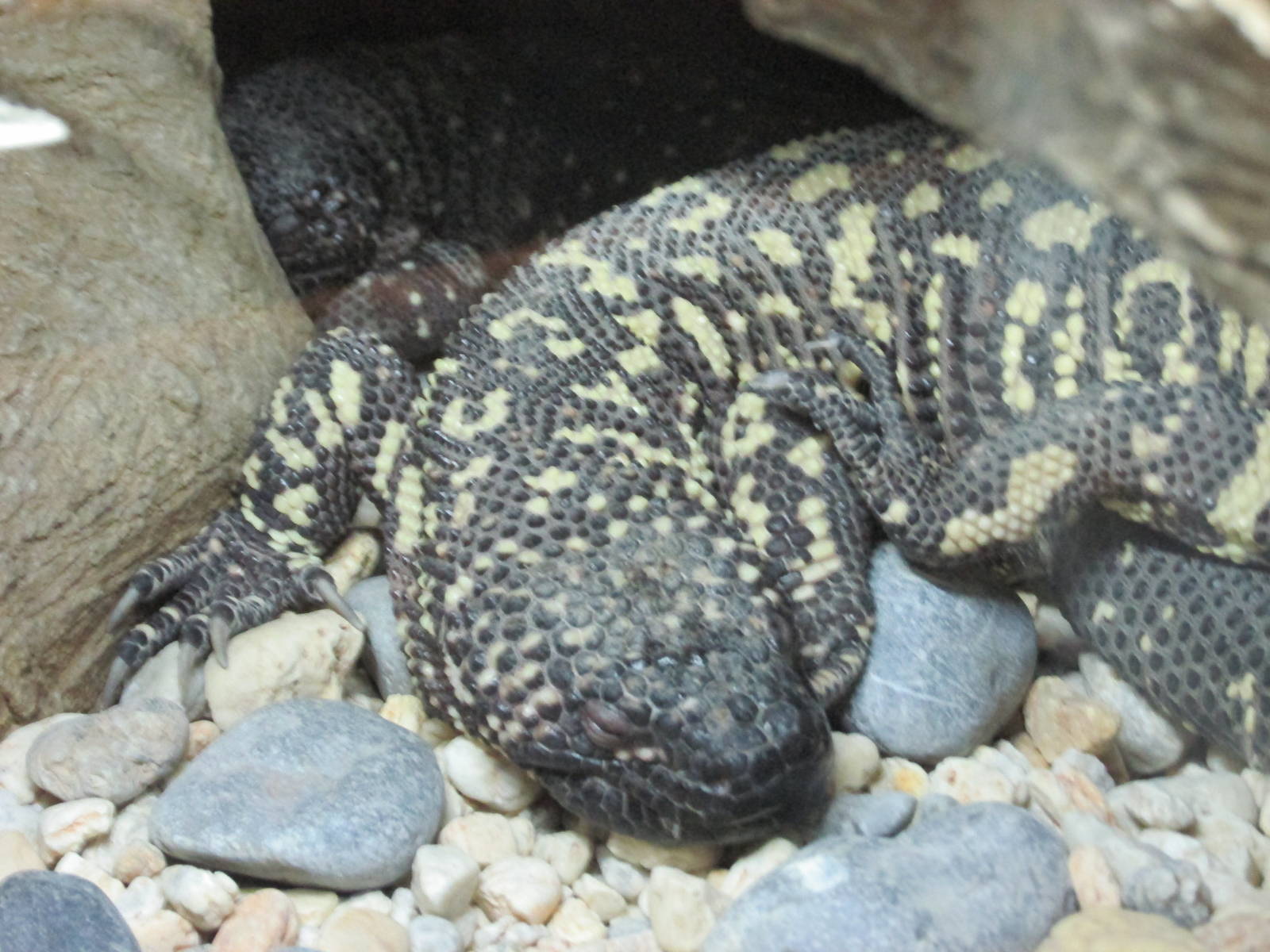 mexican beaded  lizard sanjuan de aragon zoo