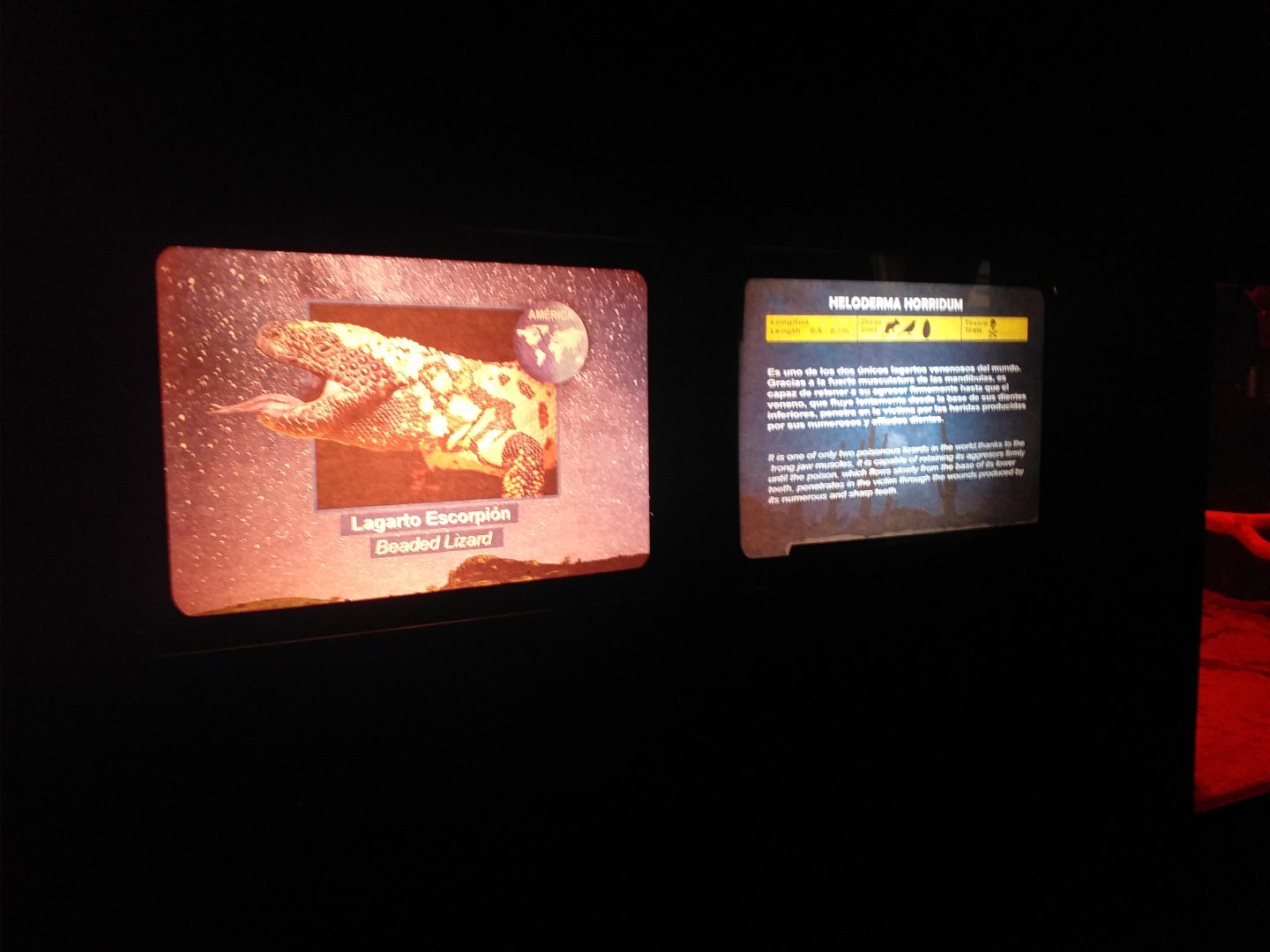 Mexican beaded lizard sign -TerraNatura Benidorm (2021)