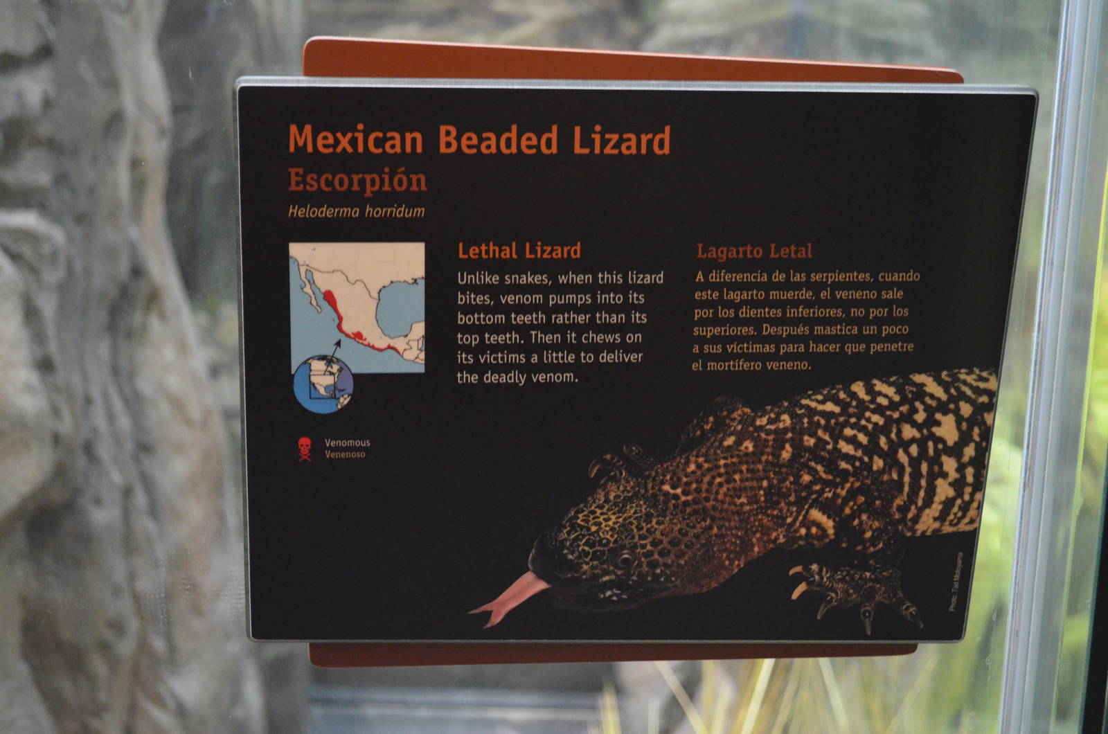 MEXICAN BEADED LIZARD SIGNAGE