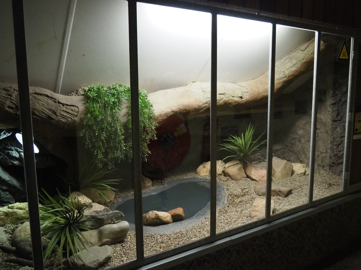 Mexican beaded lizard terrarium, 2019-04-06
