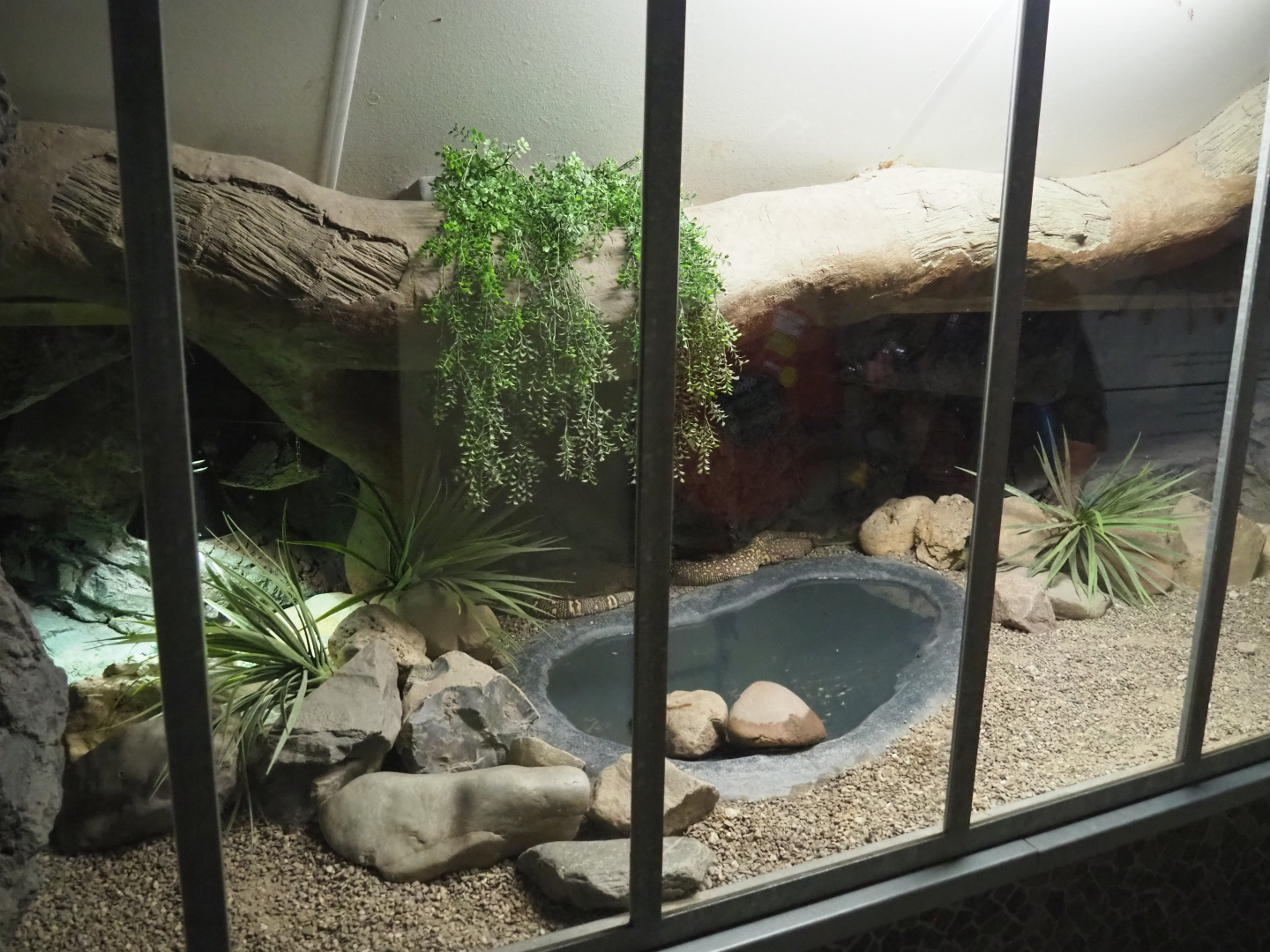 Mexican beaded lizard terrarium, 2022-05-17