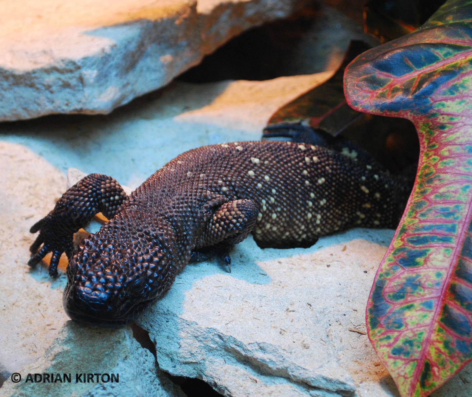 MEXICAN BEADED LIZARD