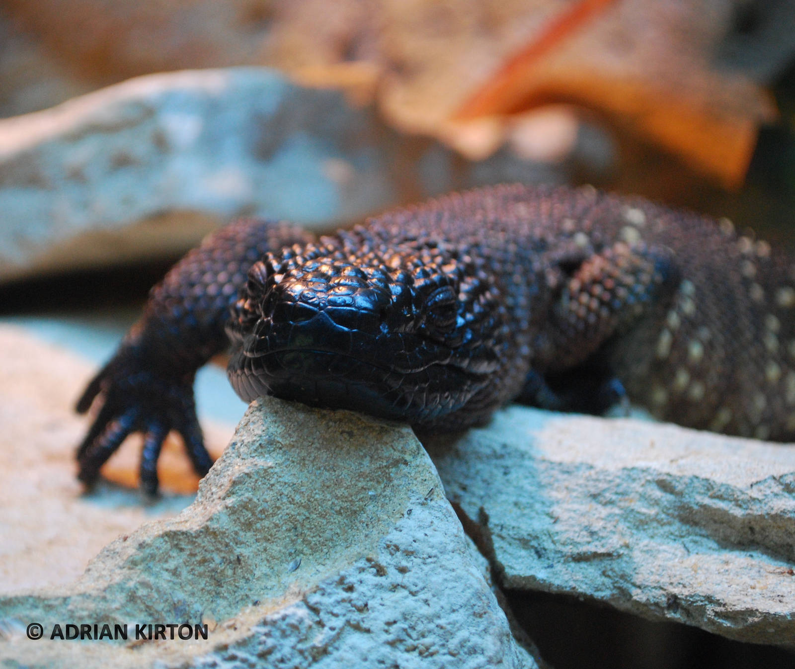 MEXICAN BEADED LIZARD