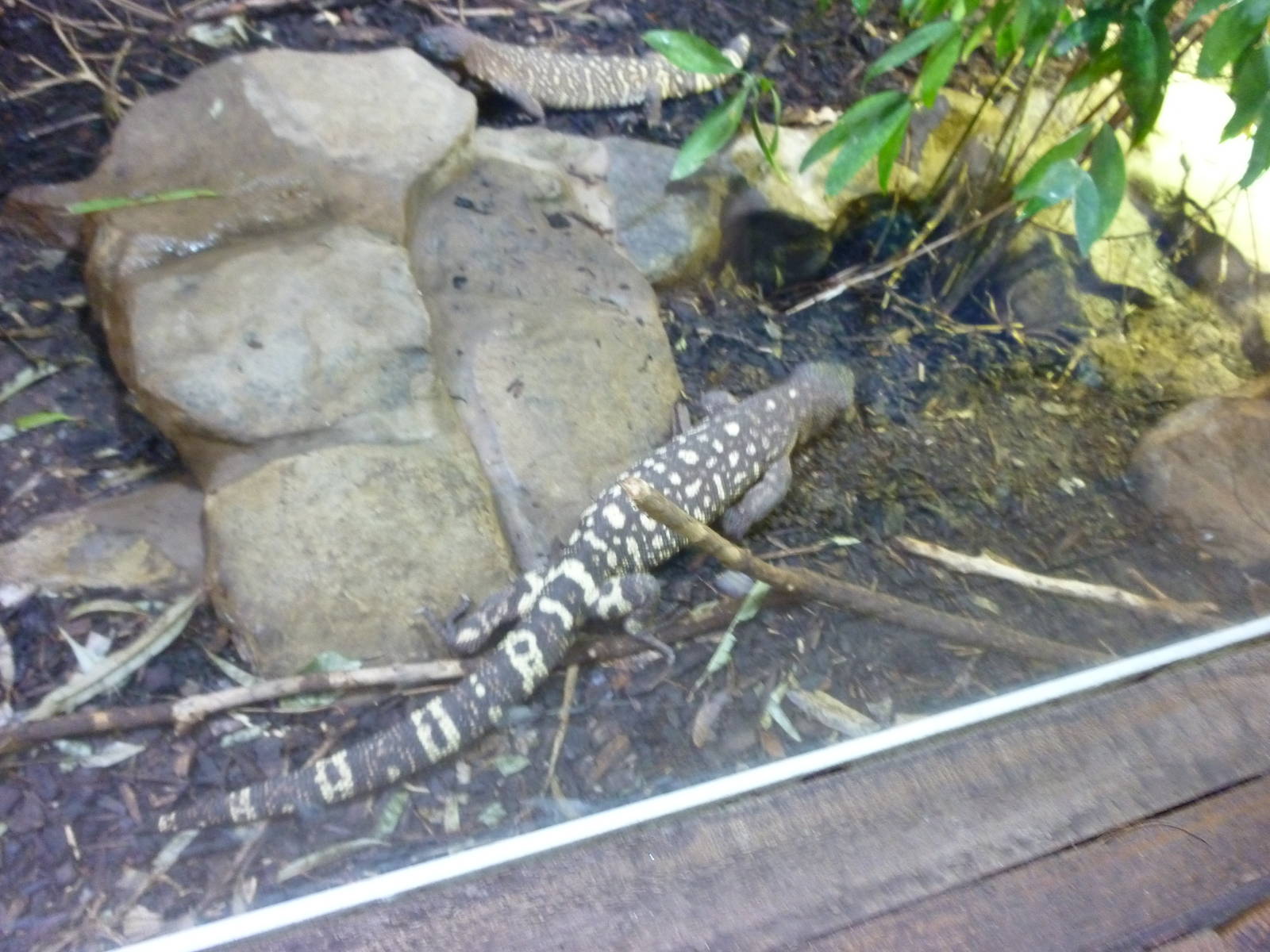 Mexican beaded lizard