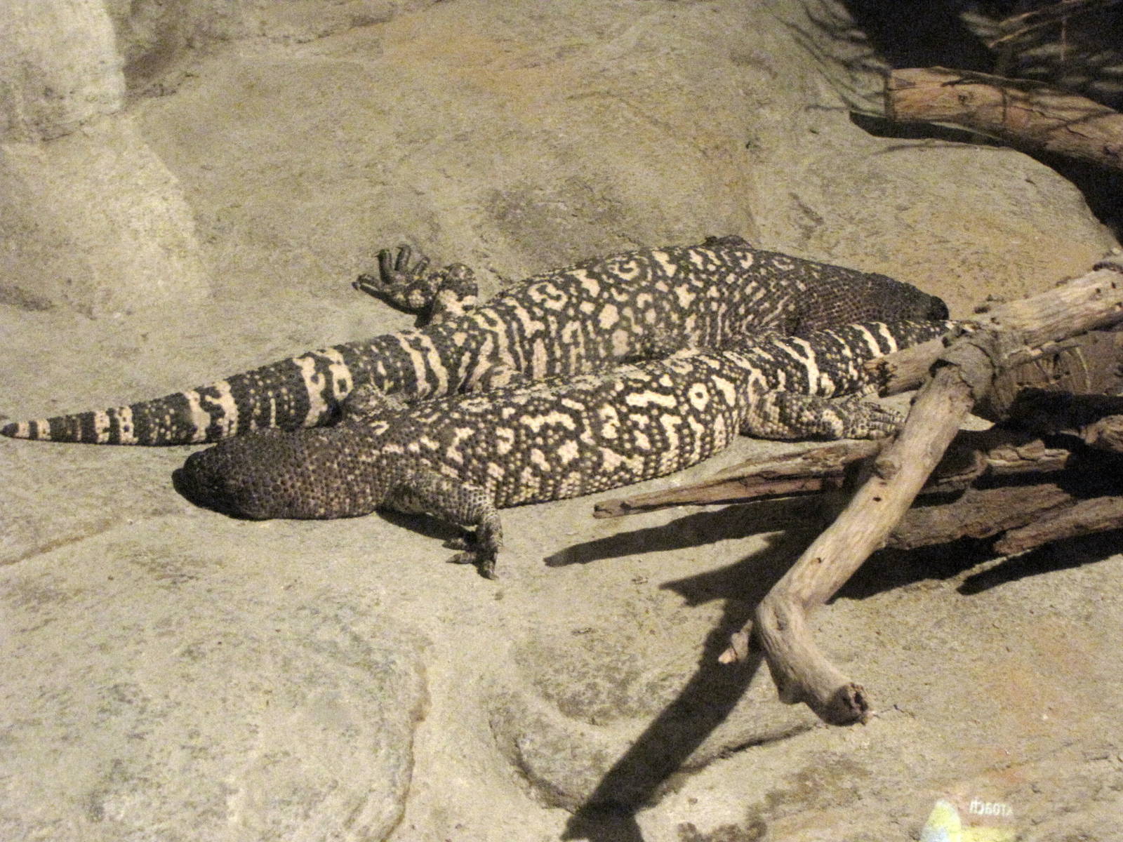 Mexican Beaded Lizard
