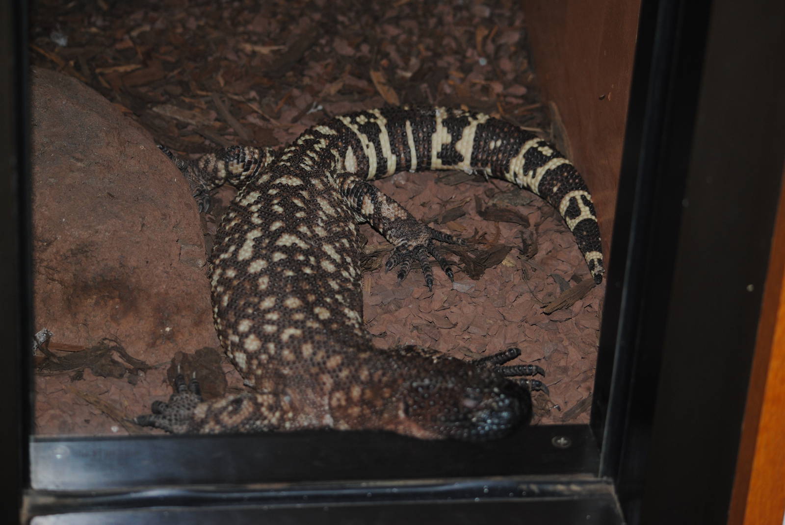 Mexican Beaded Lizard