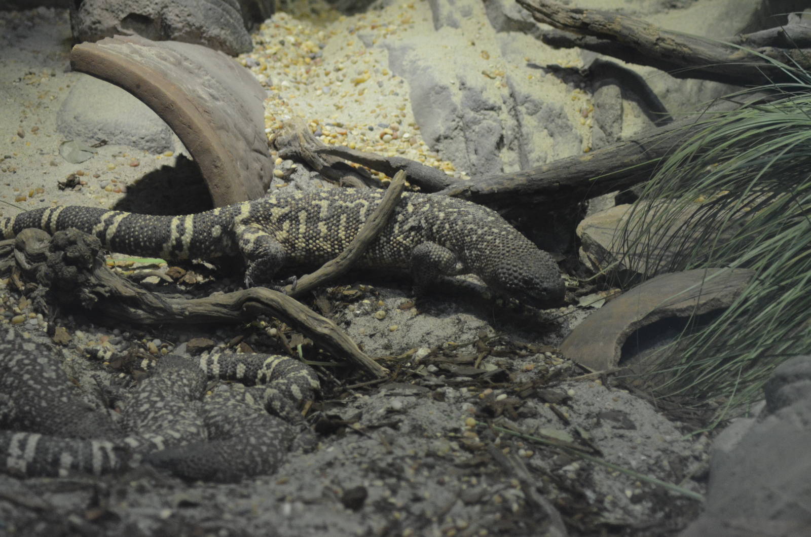 Mexican Beaded Lizard