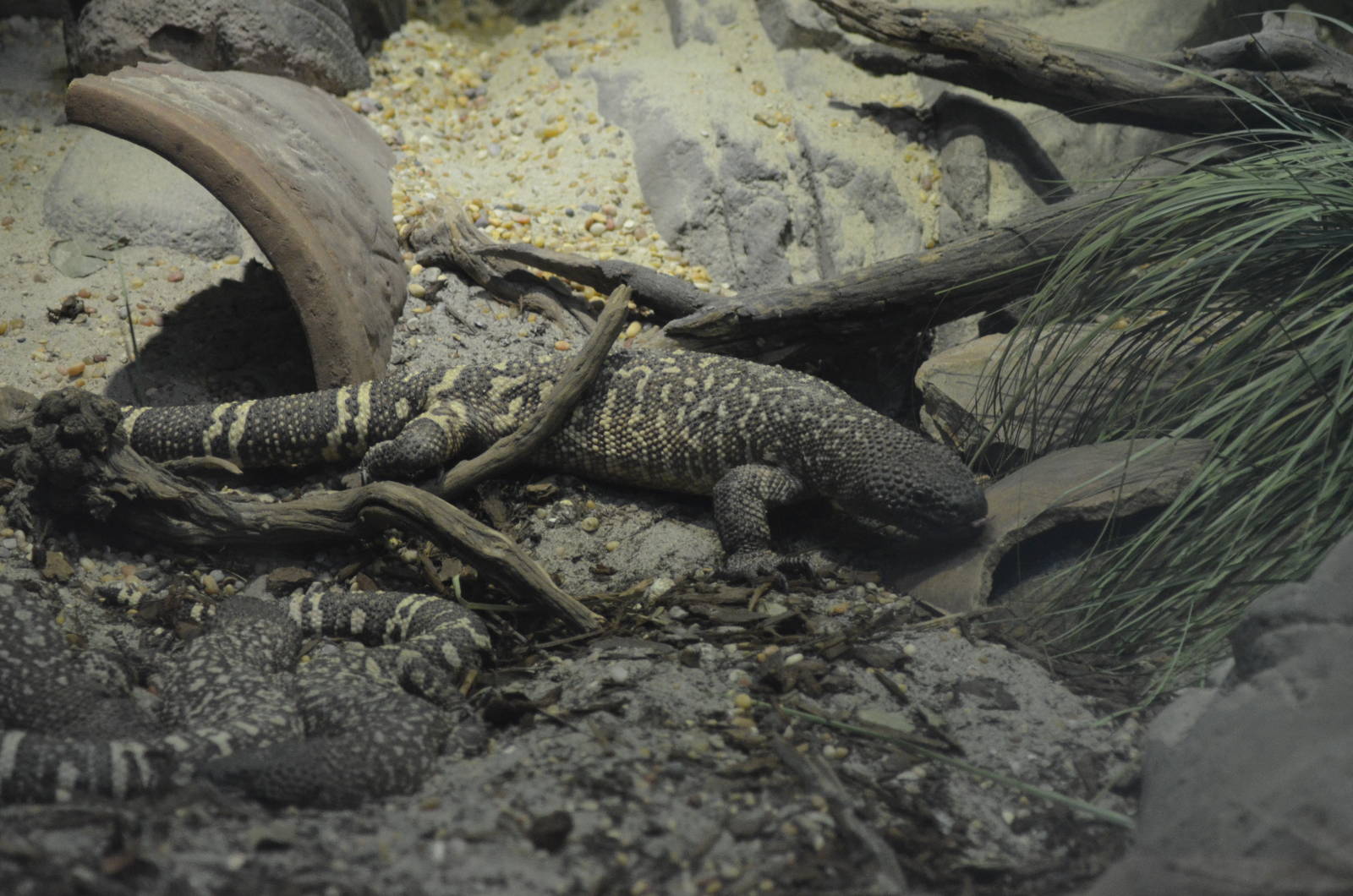 Mexican Beaded Lizard
