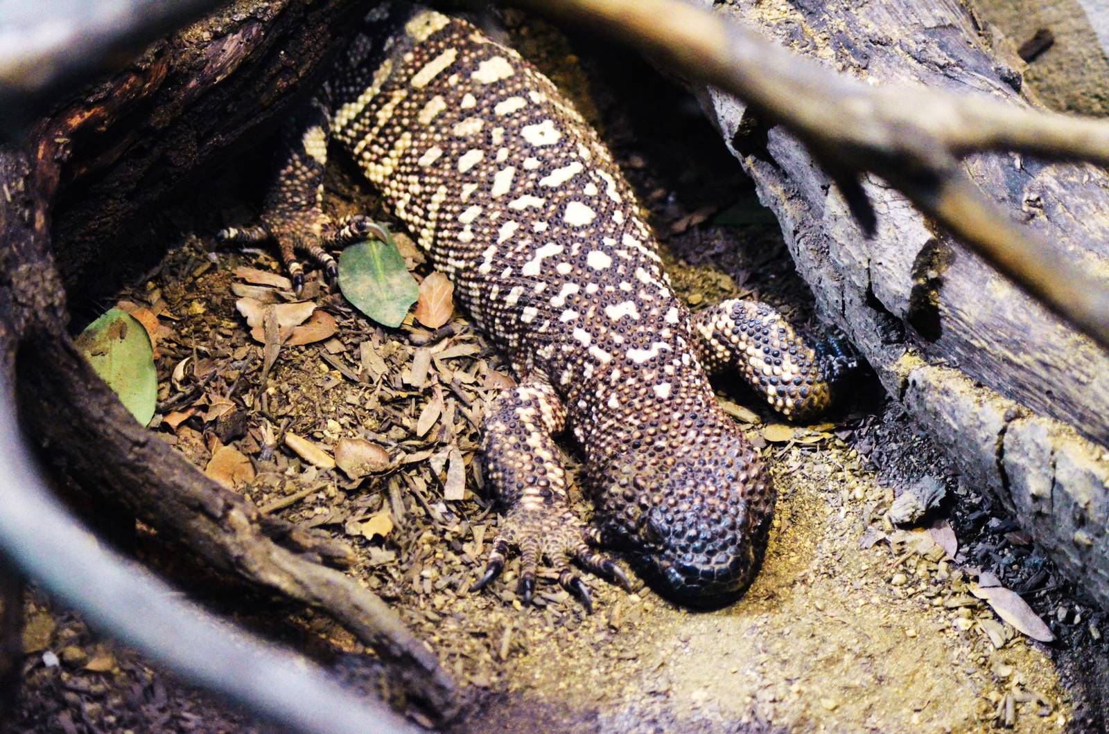 Mexican Beaded Lizard