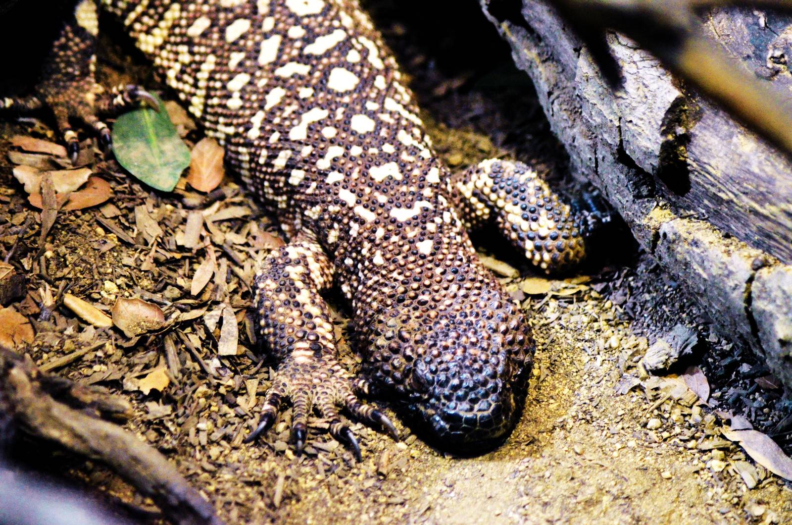 Mexican Beaded Lizard