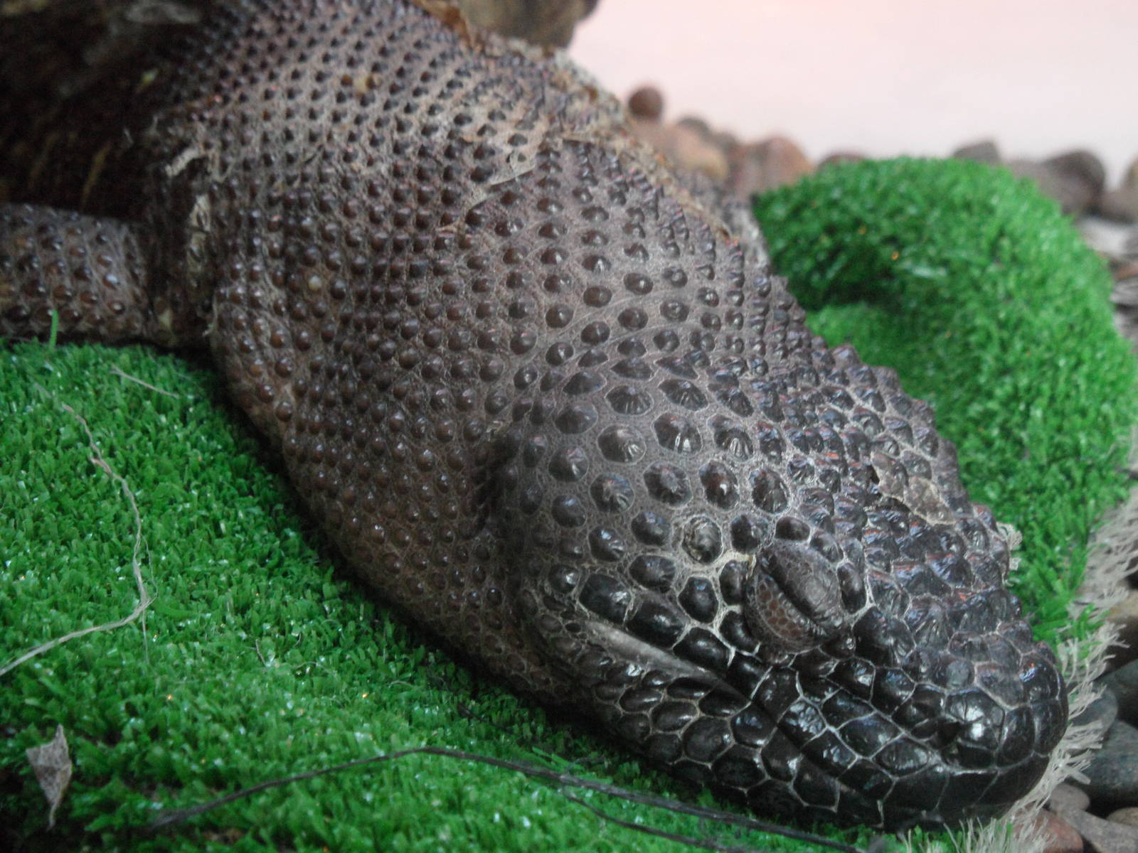 Mexican beaded lizard