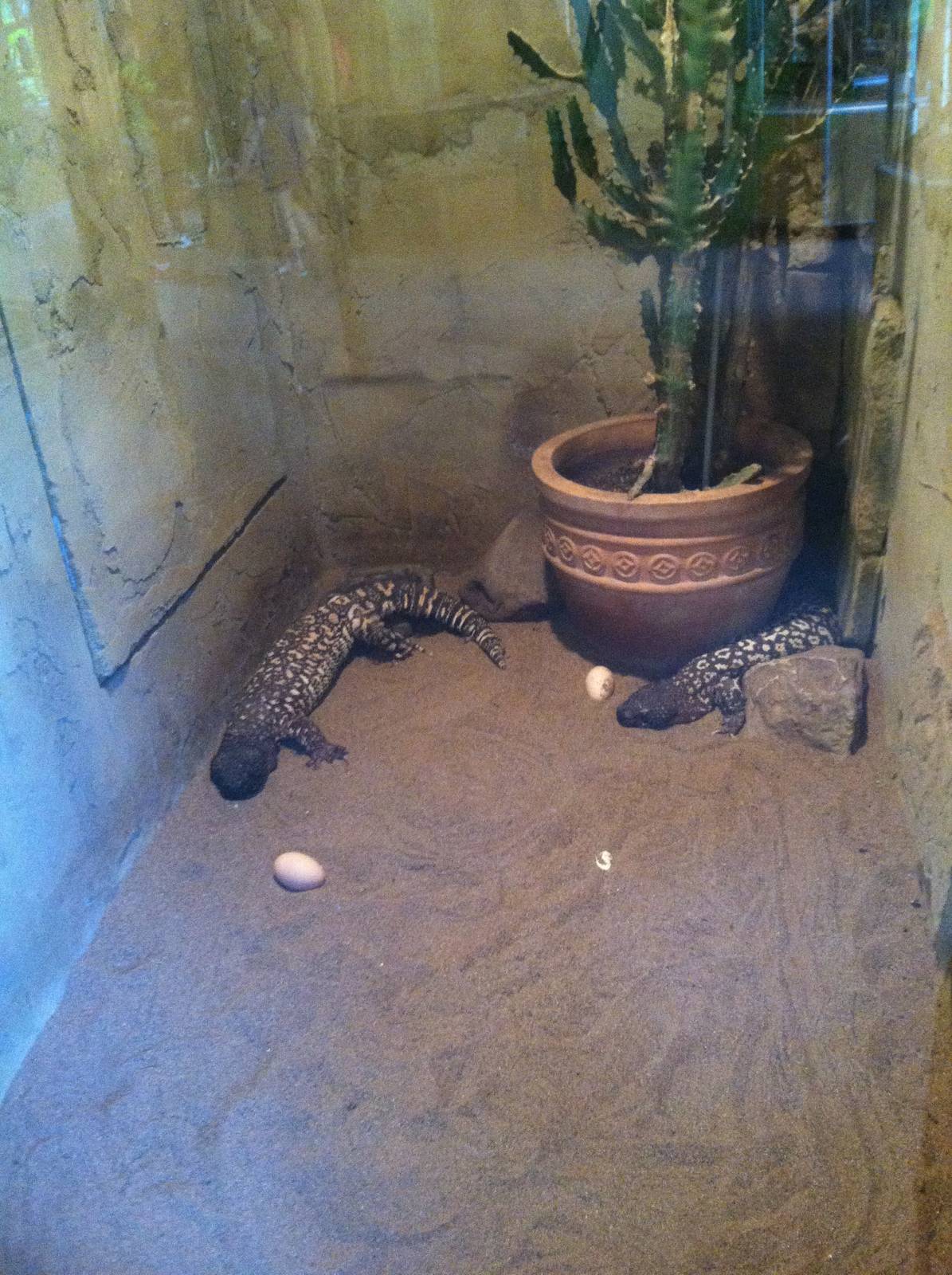 Mexican Beaded Lizard