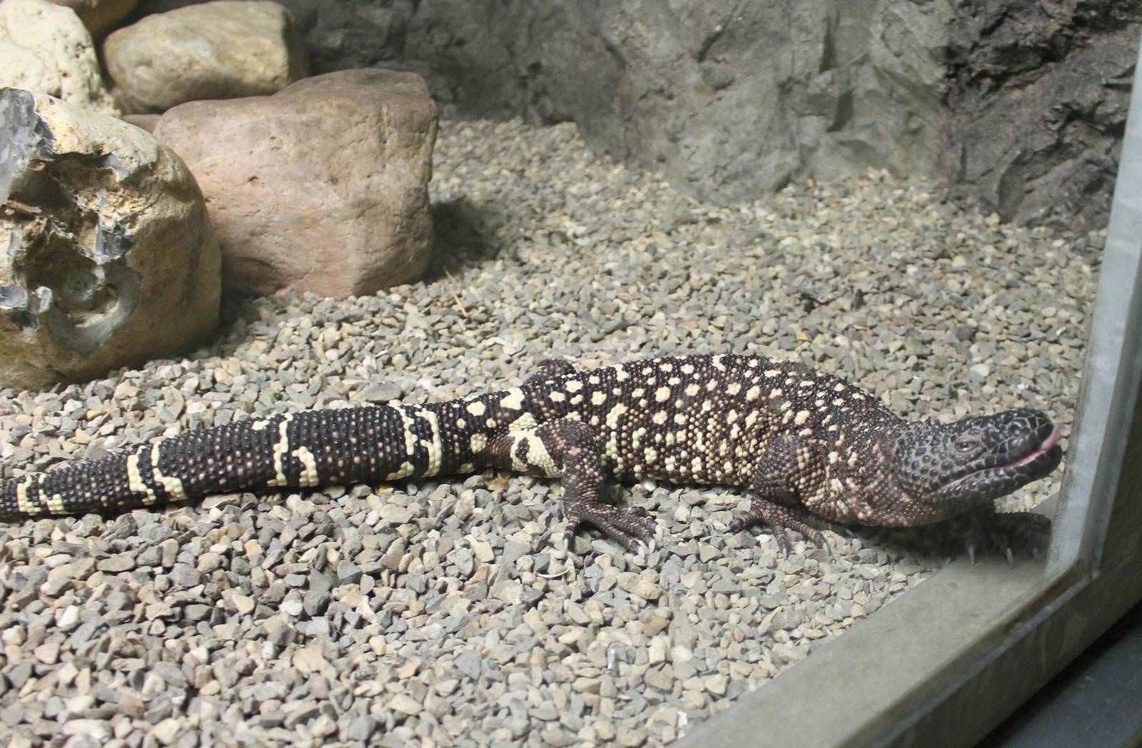 Mexican beaded lizard