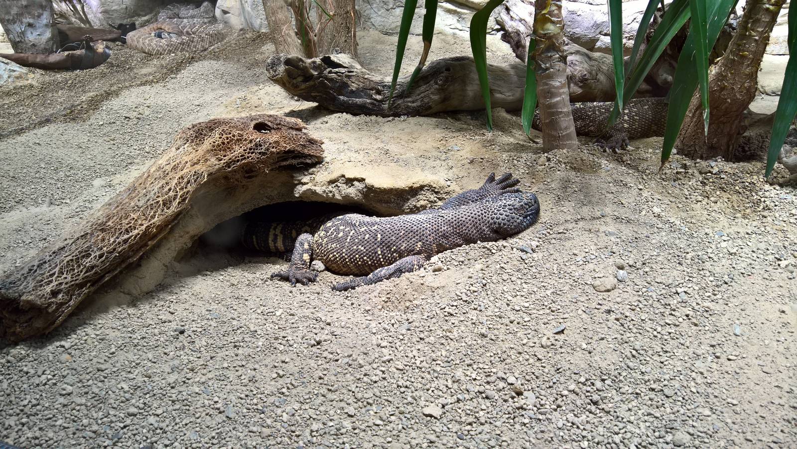 Mexican beaded lizard