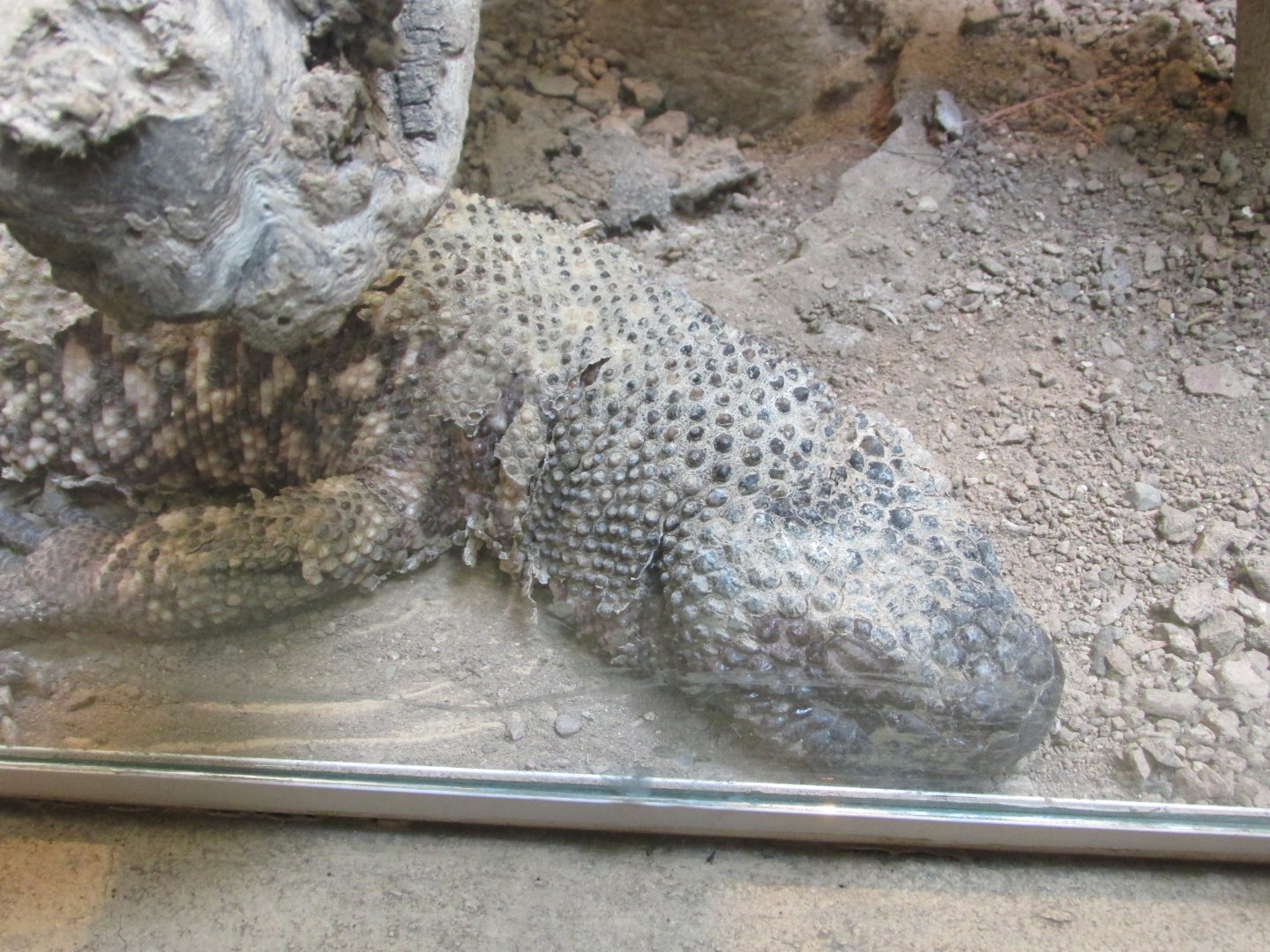 mexican beaded lizard