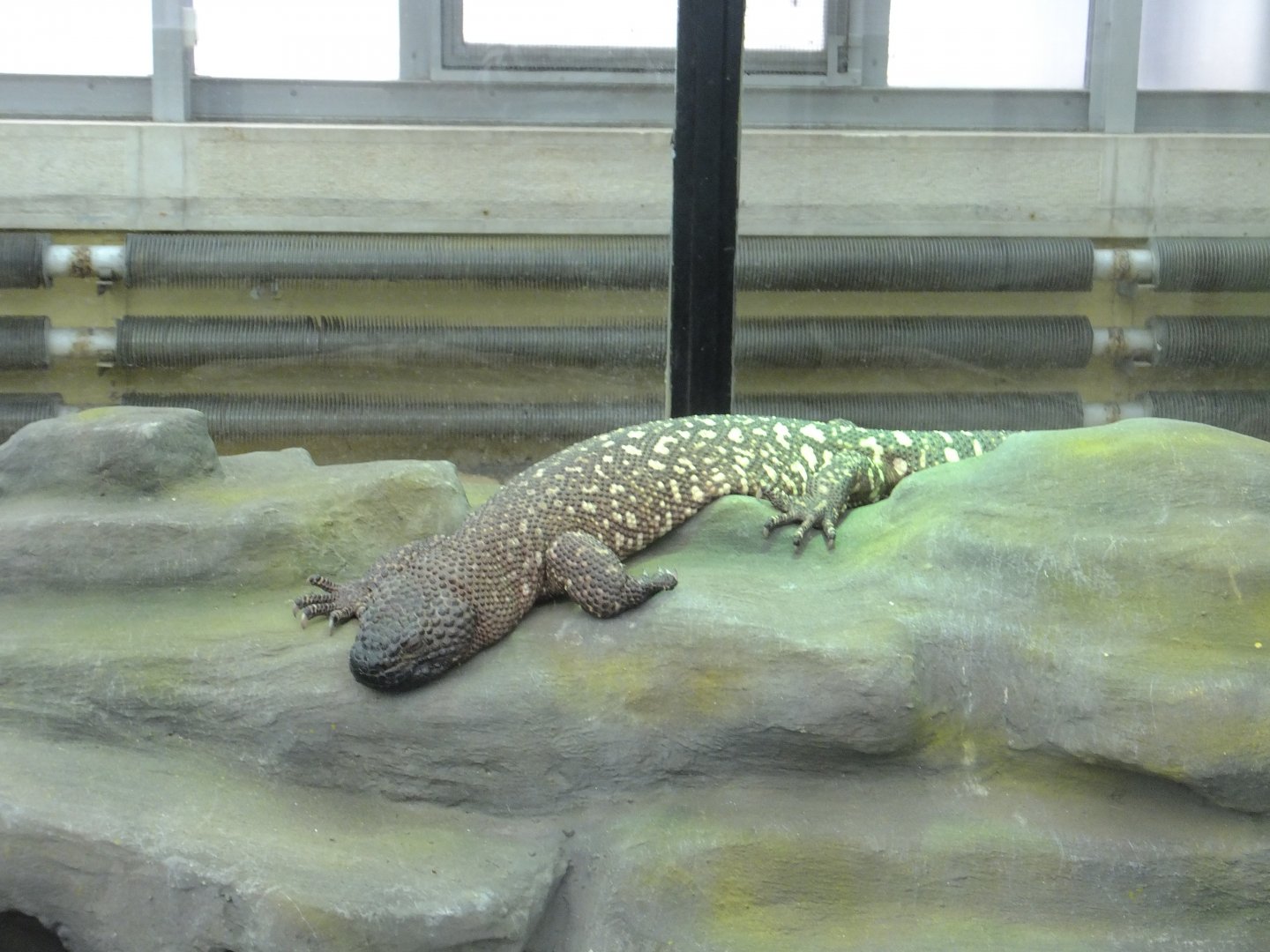 Mexican beaded lizard