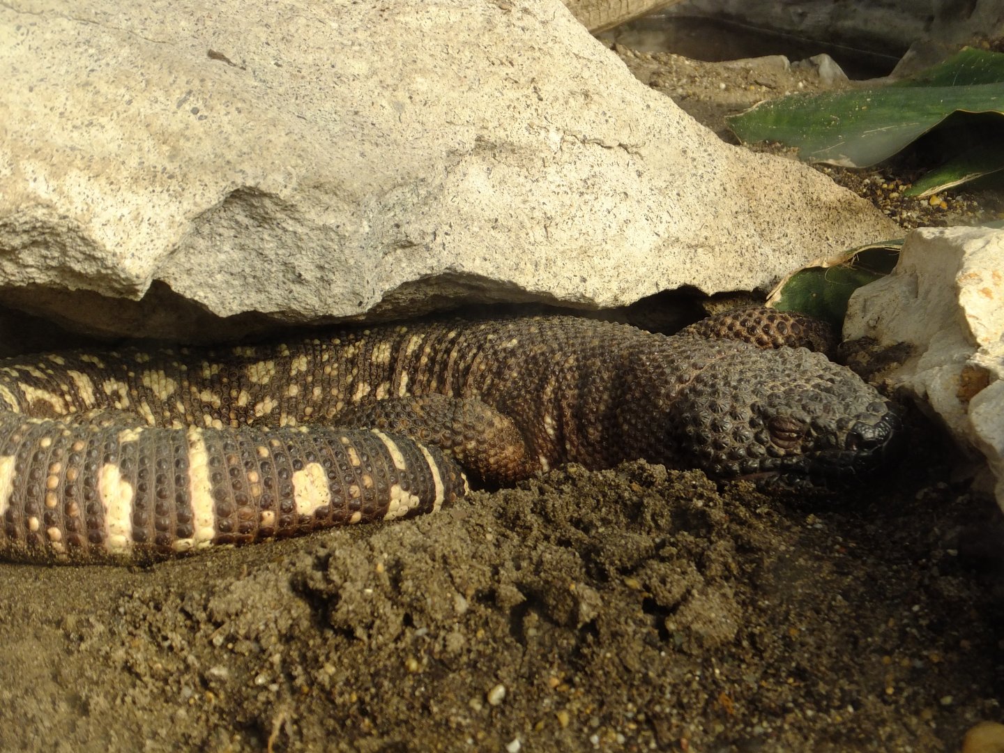 Mexican beaded lizard