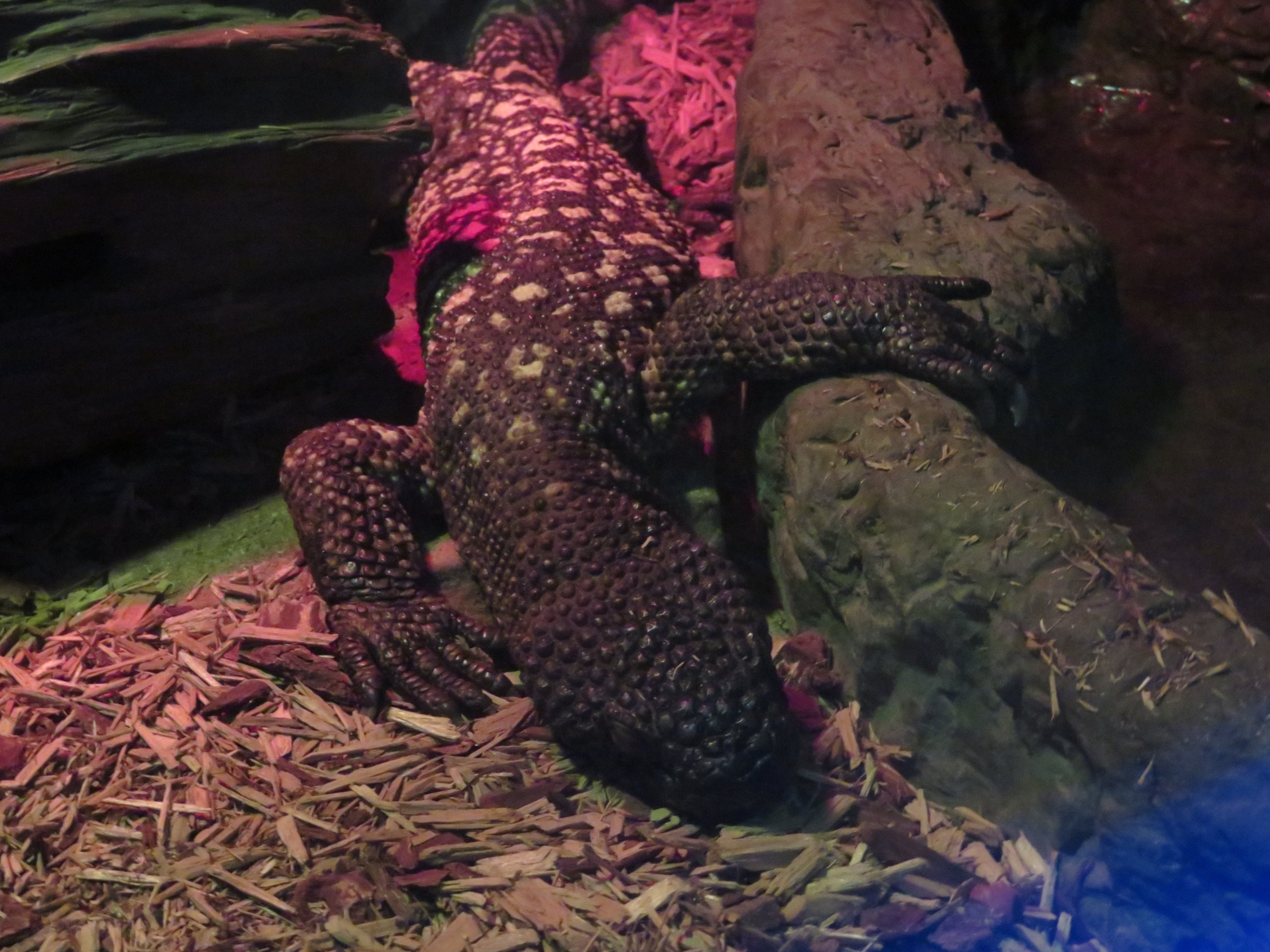 Mexican Beaded Lizard