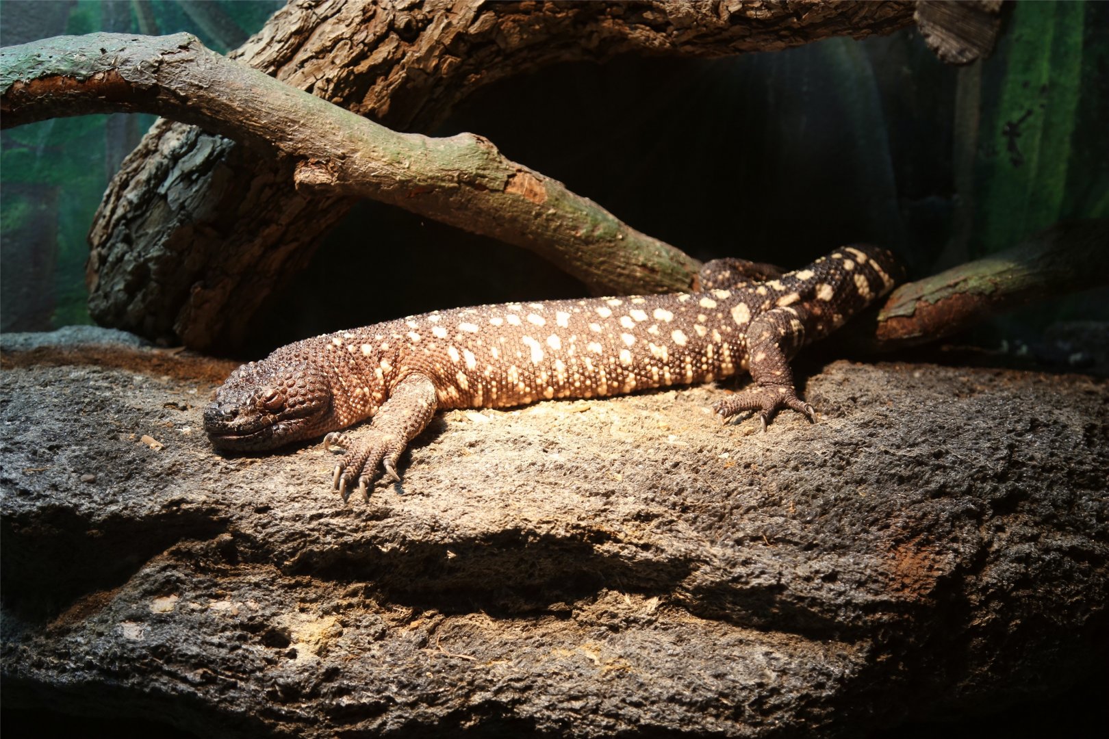 Mexican Beaded Lizard