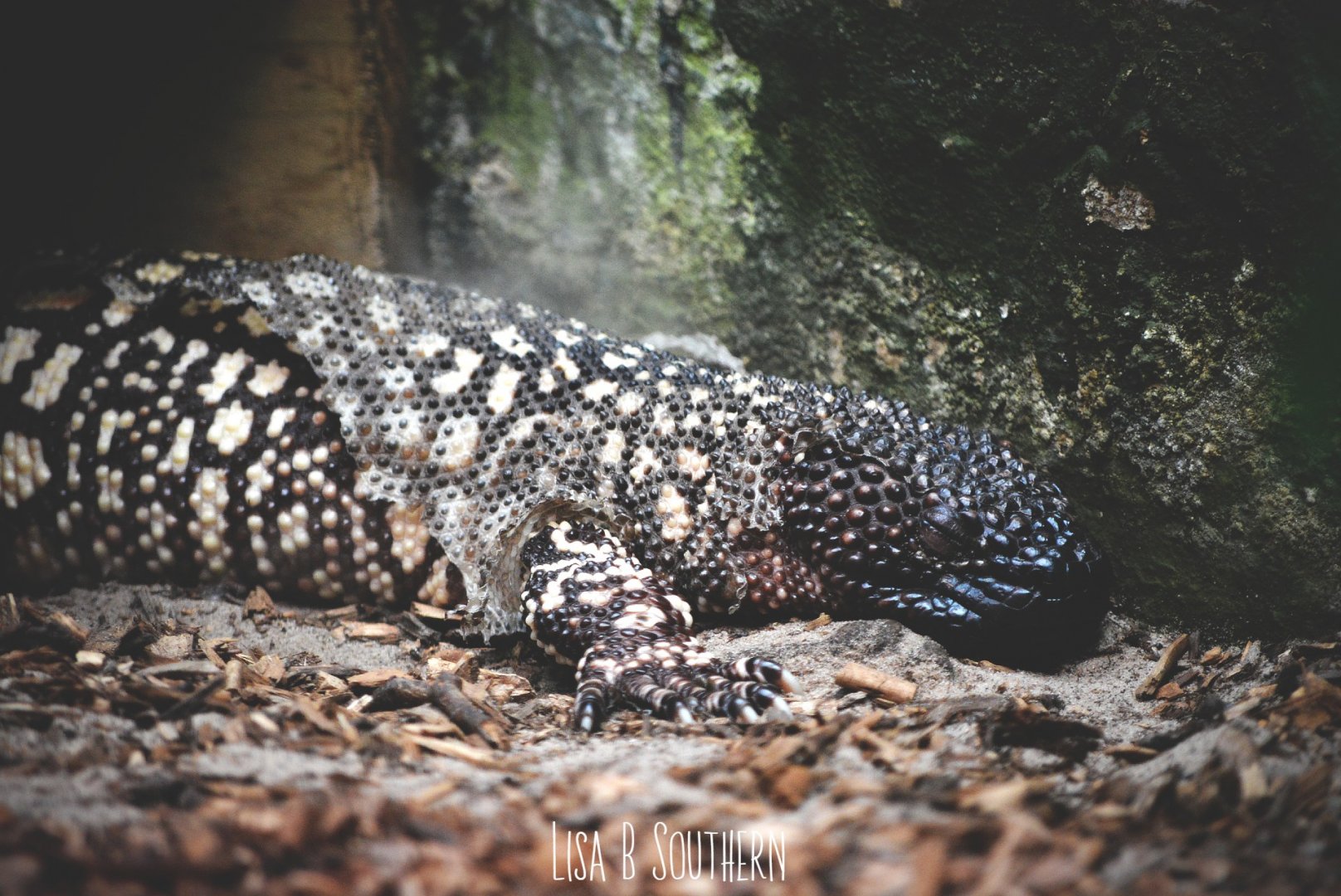 Mexican Beaded lizard