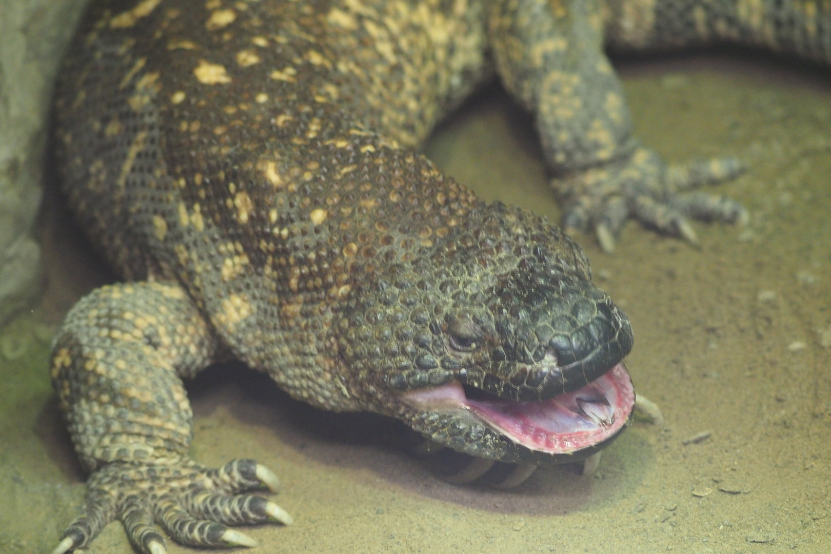 Mexican Beaded Lizard