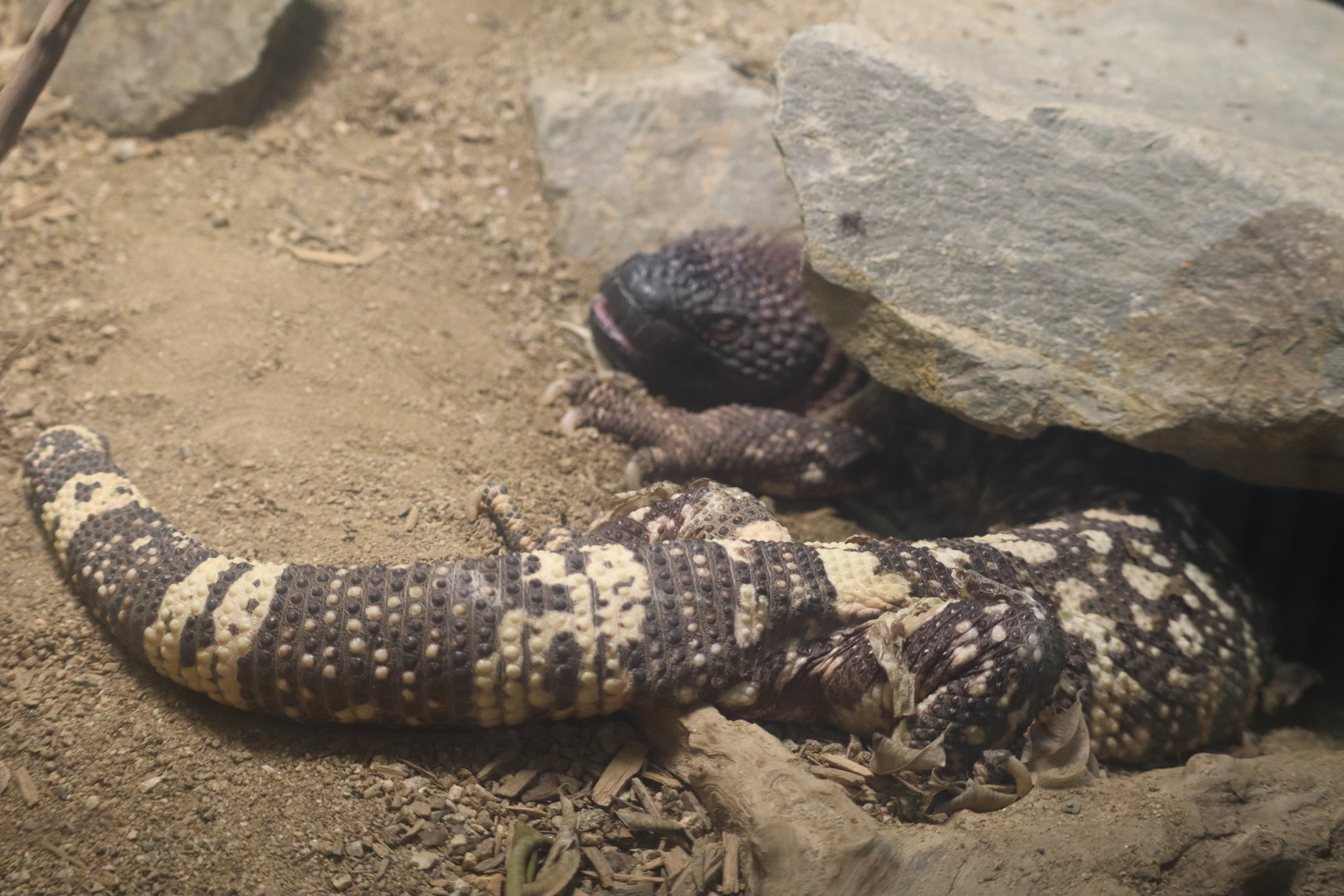 Mexican Beaded Lizard