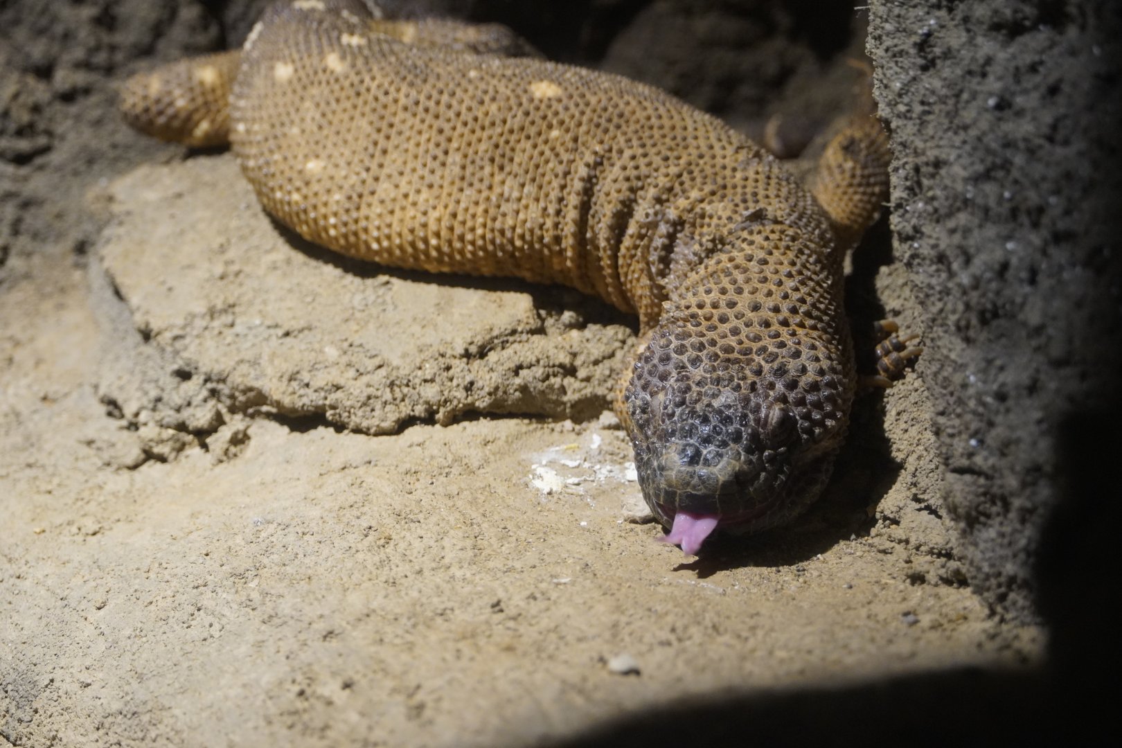 Mexican Beaded Lizard