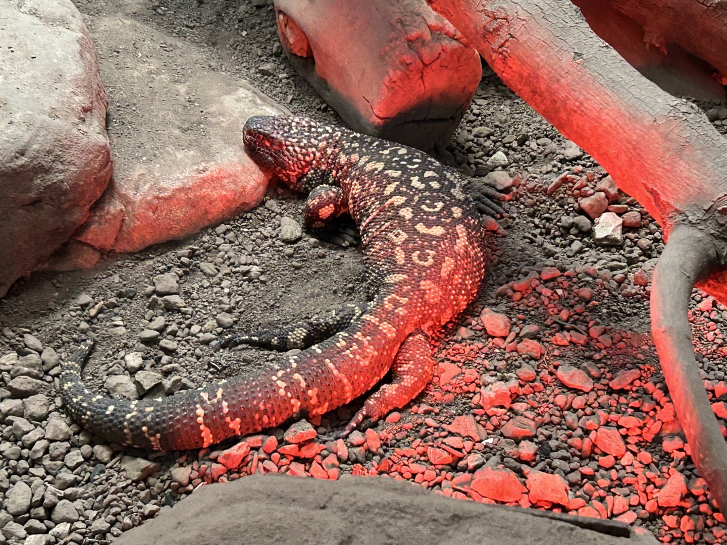 Mexican beaded lizard