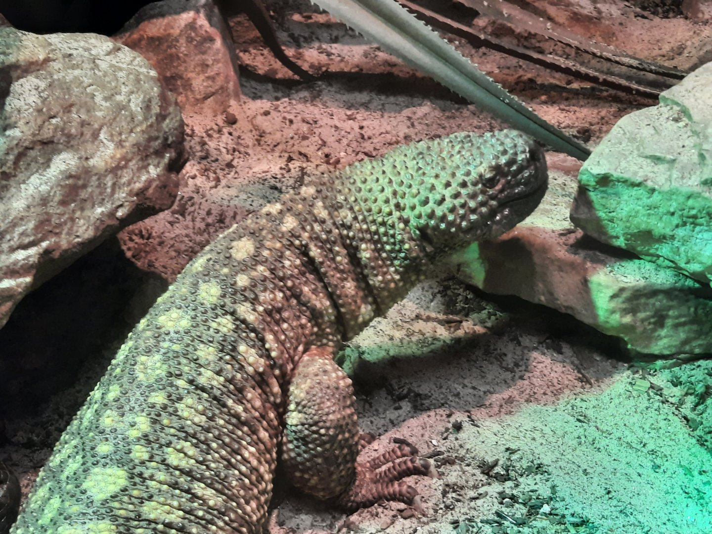 Mexican Beaded Lizard