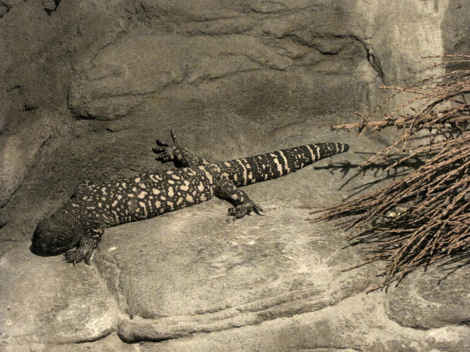 Mexican Beaded Lizard