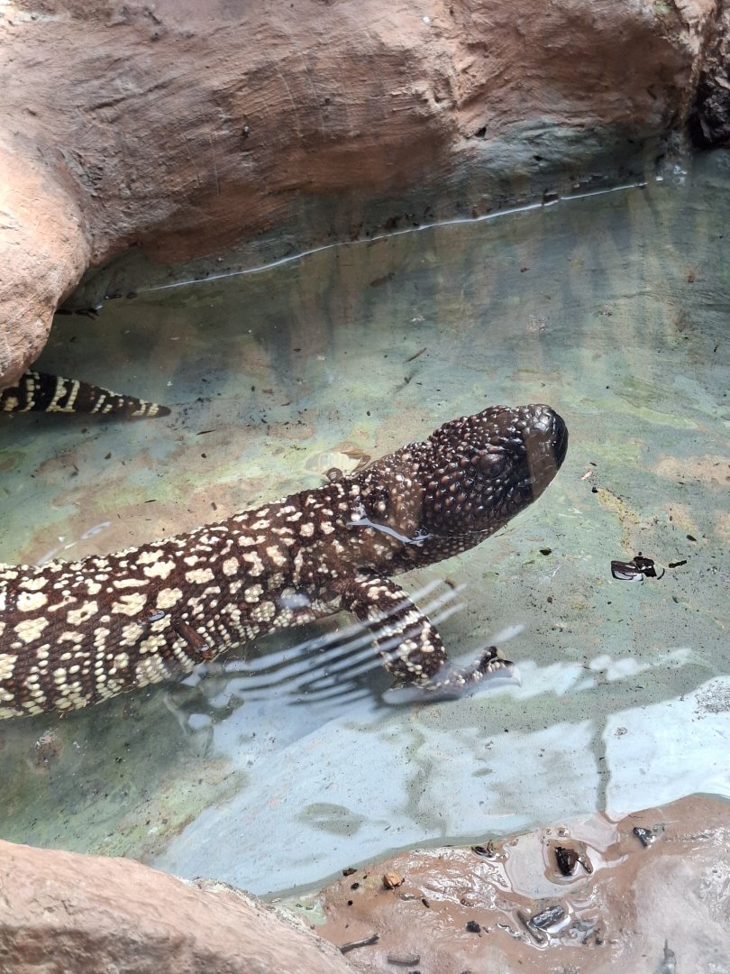 Mexican Beaded Lizard