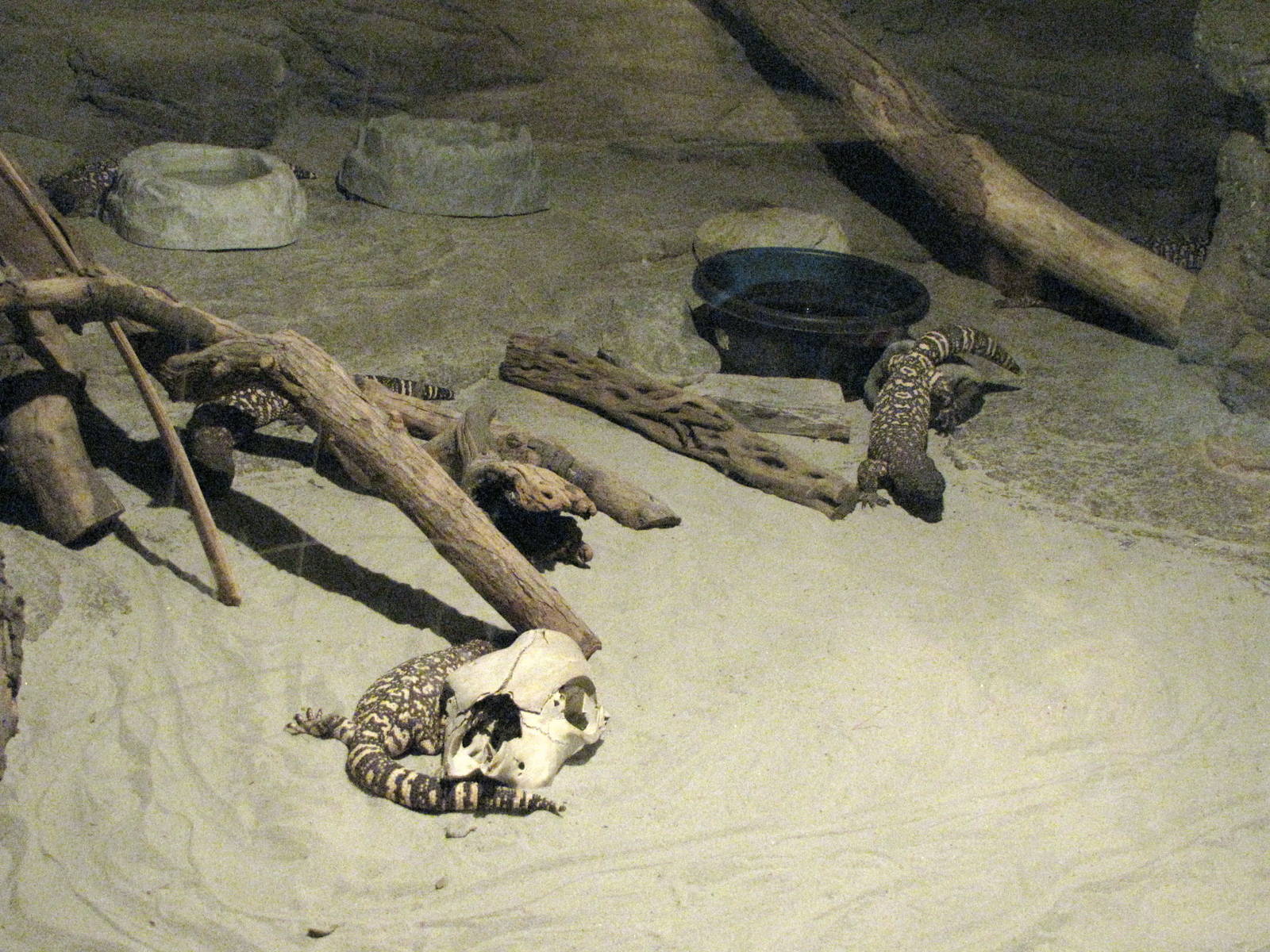 Mexican Beaded Lizards - Children's Zoo